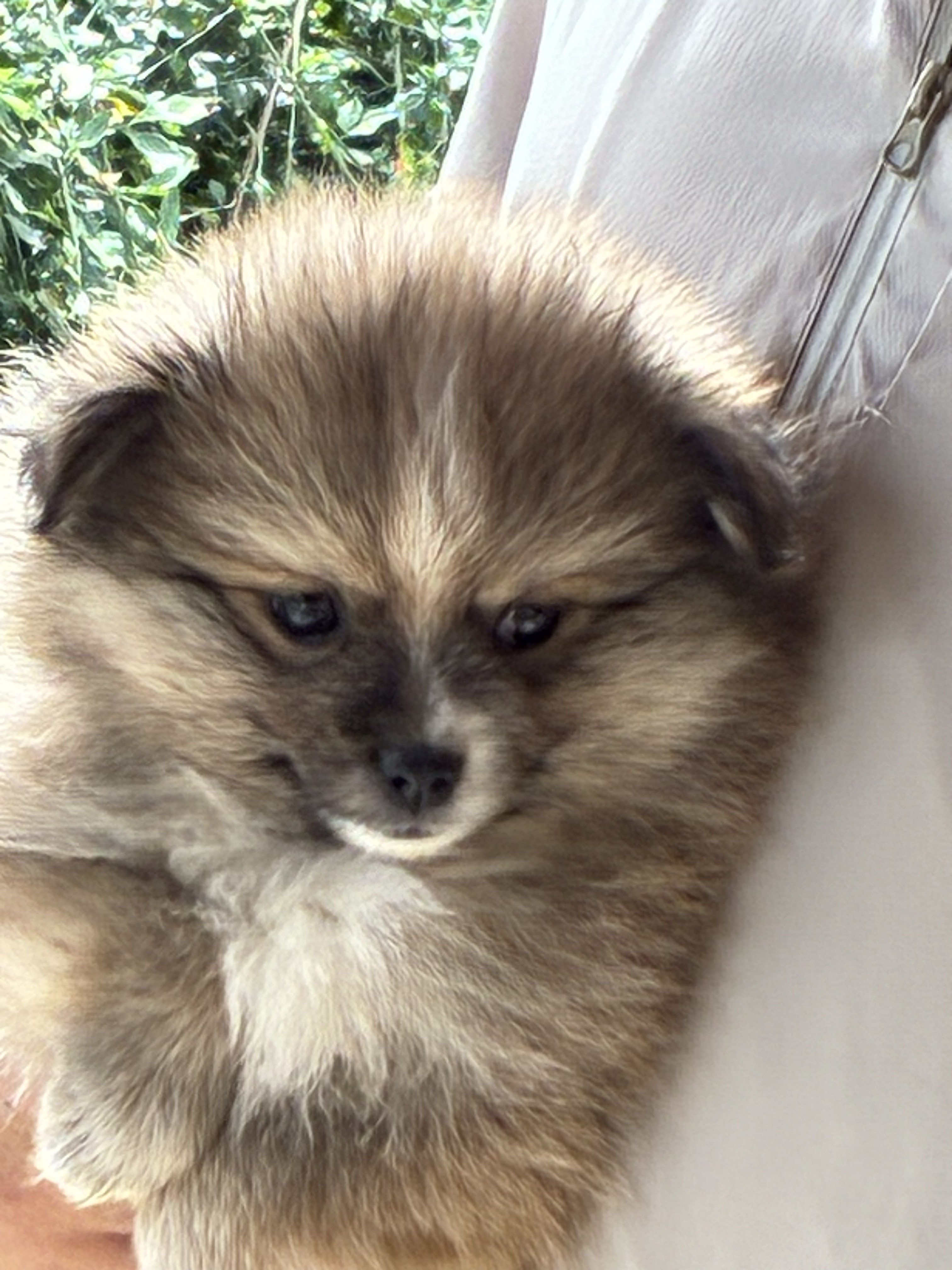 Lulu da Pomerânia - Foto 2