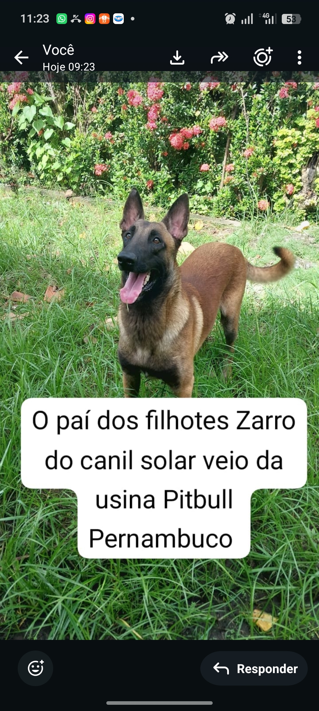 Pastor Belga Malinois - Foto 3