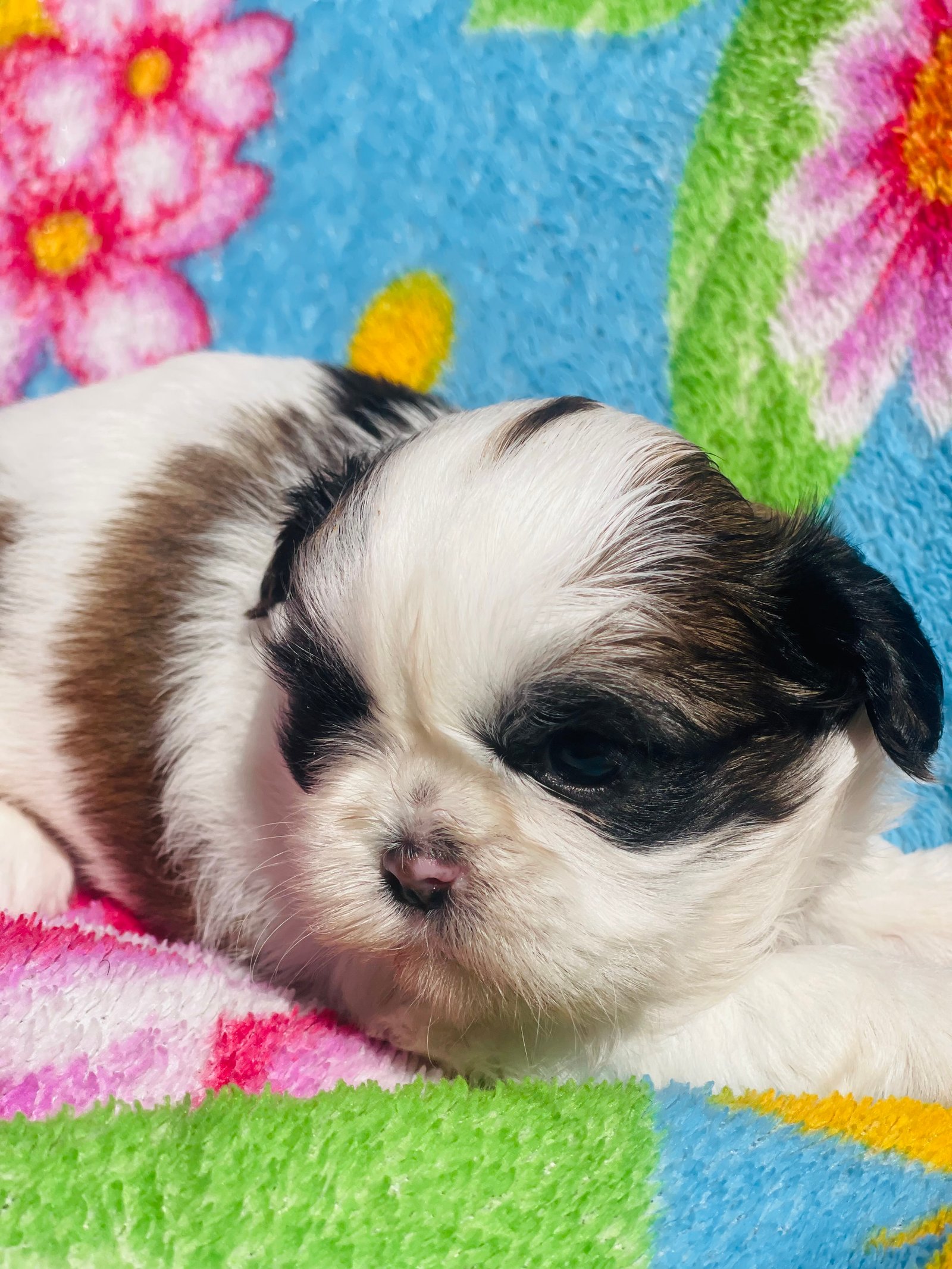 Filhote Shihtzu - Foto 1