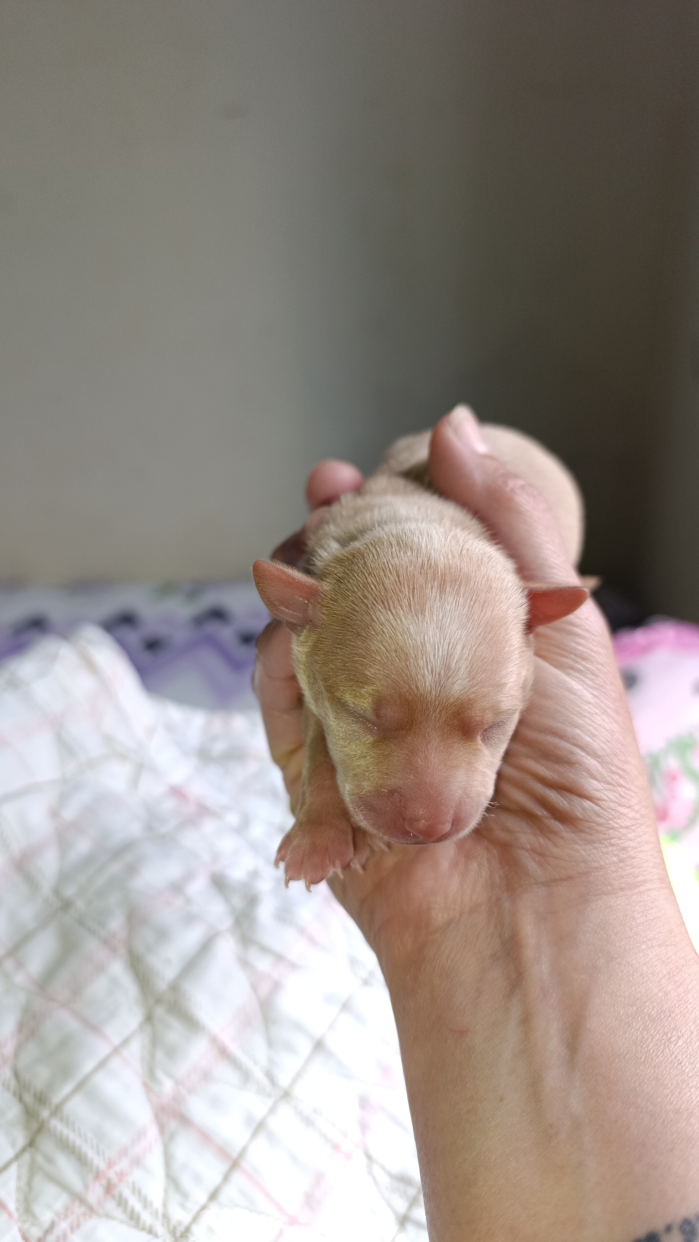 Pinscher - Foto 2