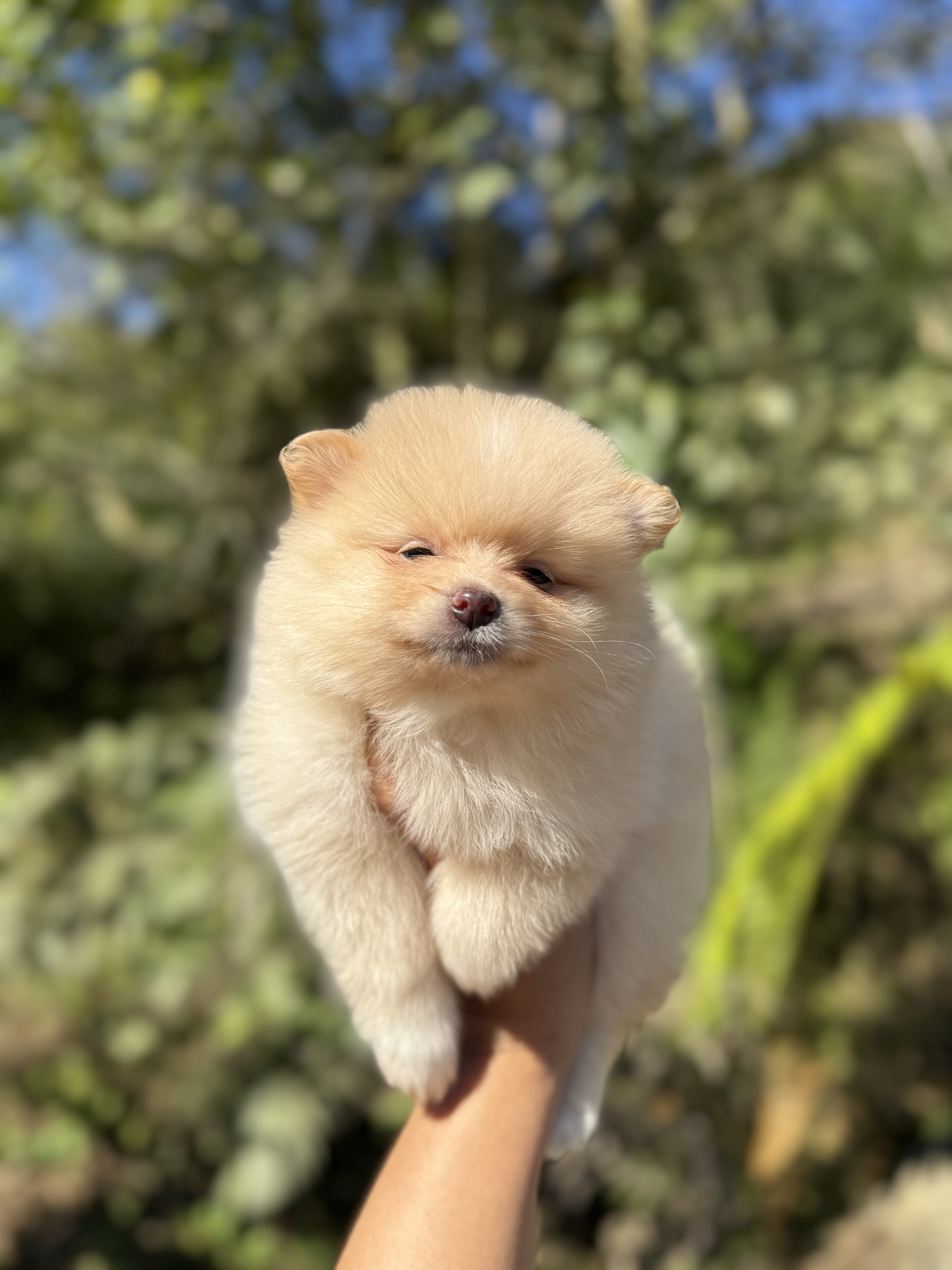 Spitz Alemão - Foto 2