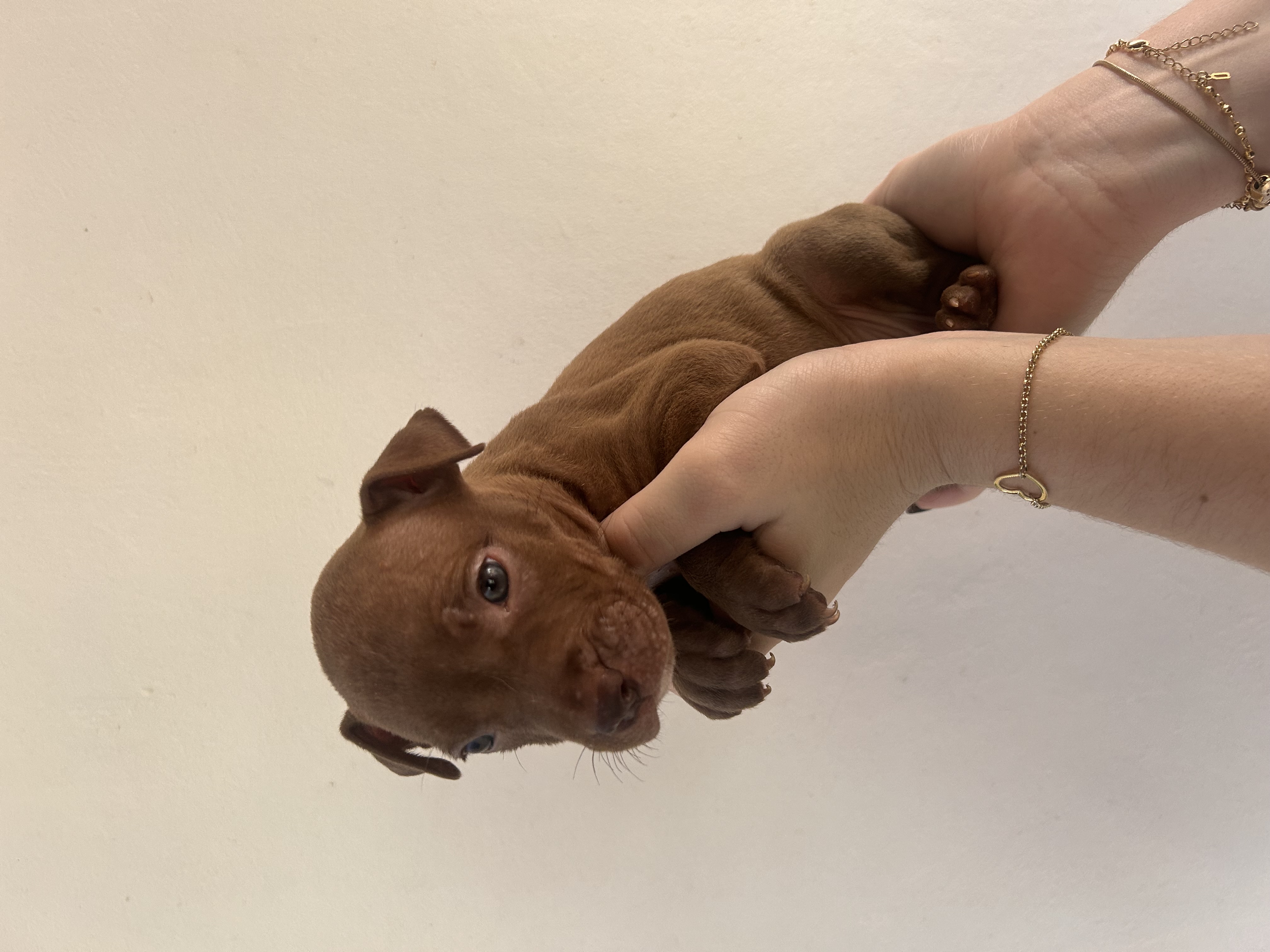 Pitbull - Foto 1