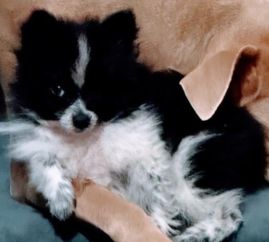 Spitz Alemão - Foto 1