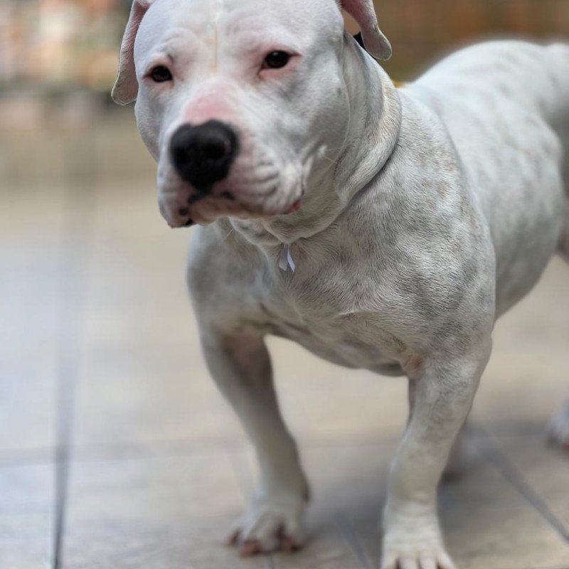 Américan Bully filhote - Foto 2