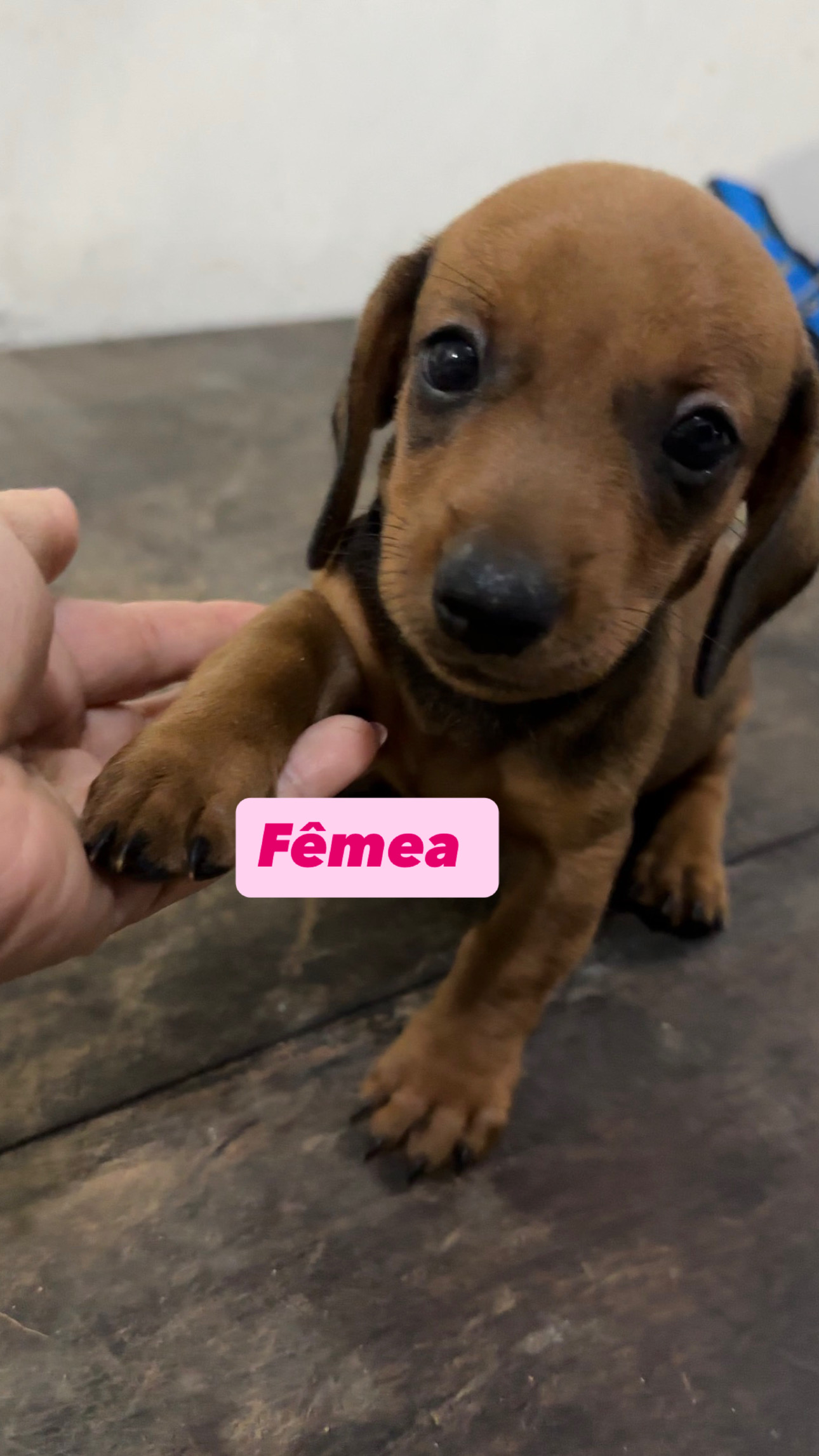 oportunidade de levar para casa um companheiro leal e cheio de amor está acabando! ❤️ - Foto 3
