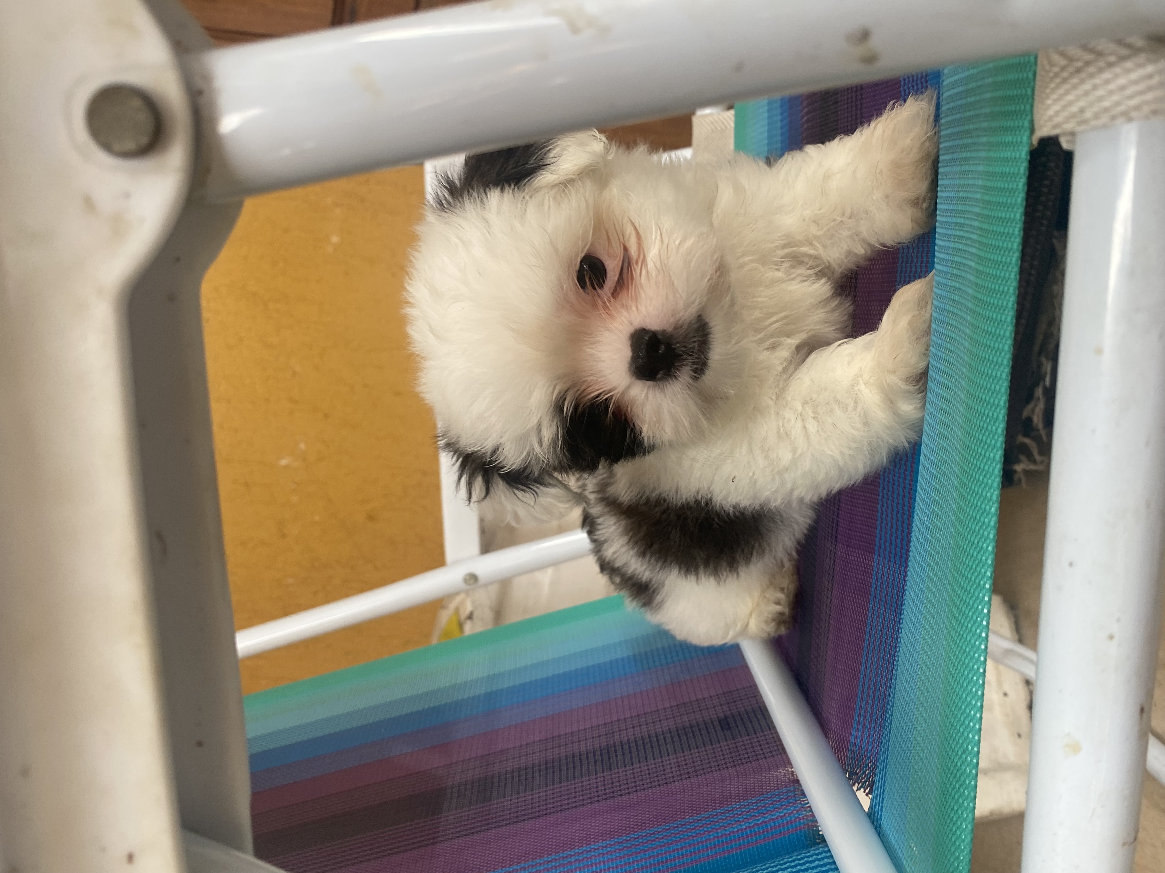 cachorro shih tzu - Foto 2