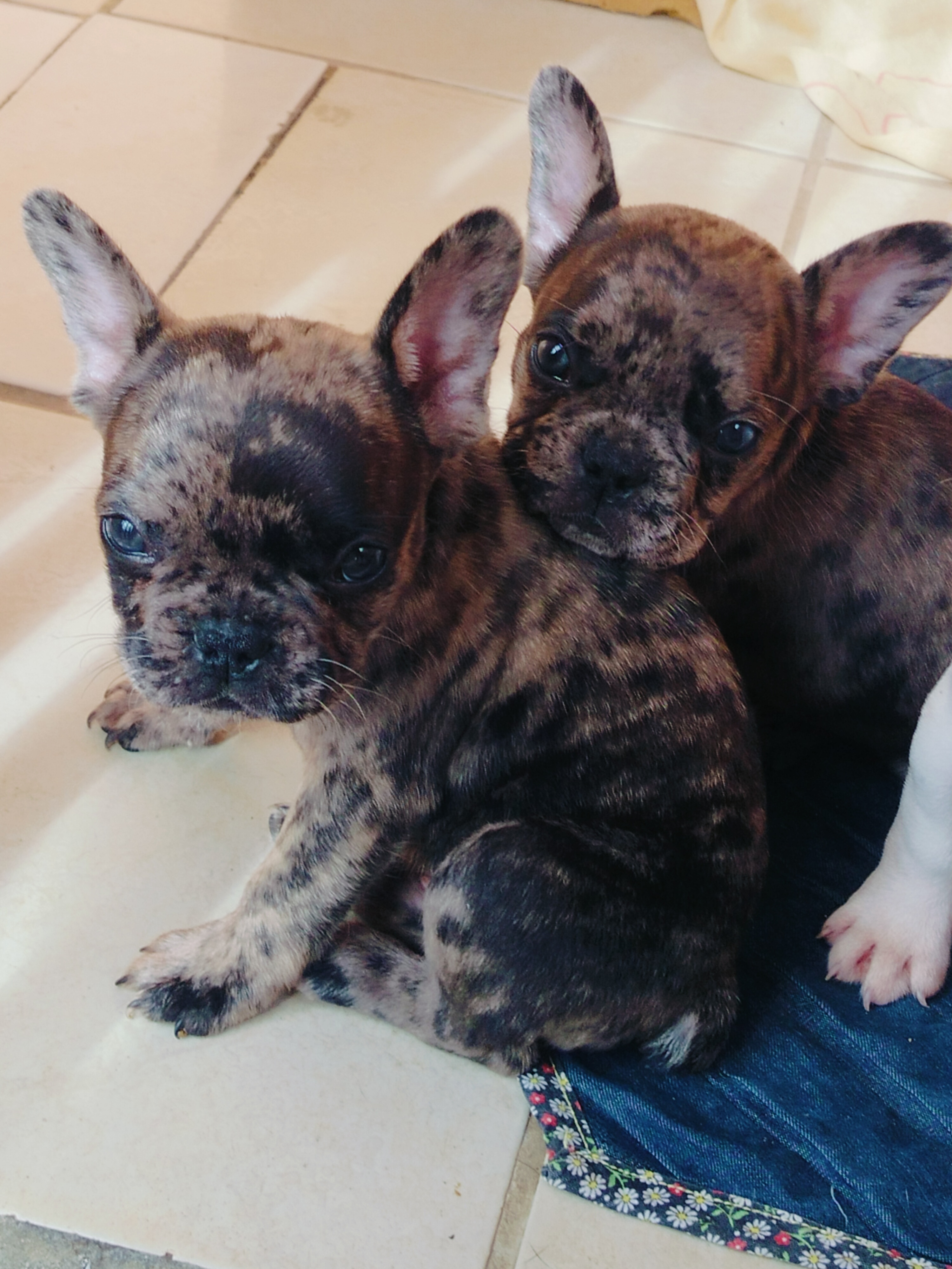 Buldogue francês - Foto 2