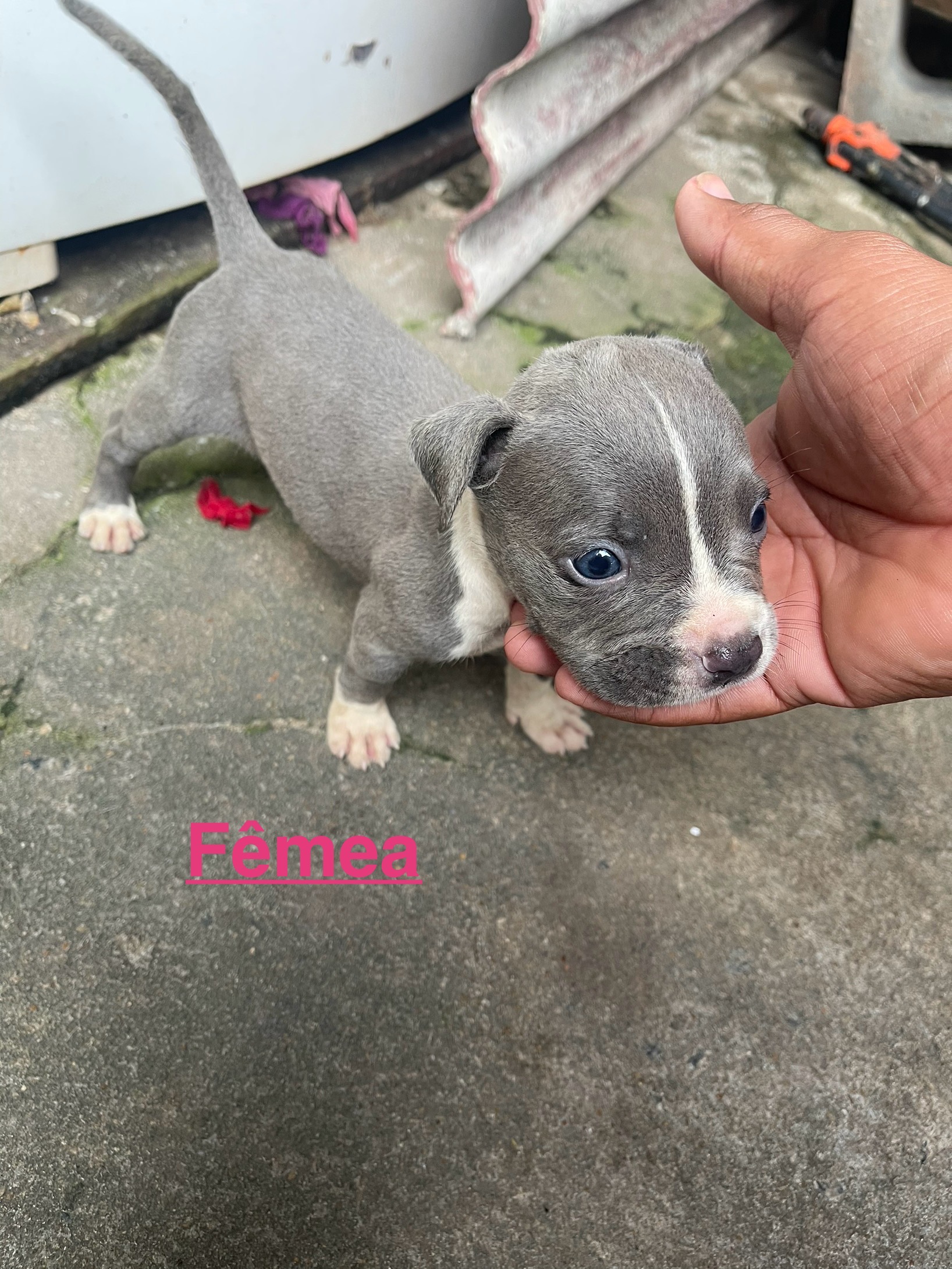 Pitbull  - Foto 3