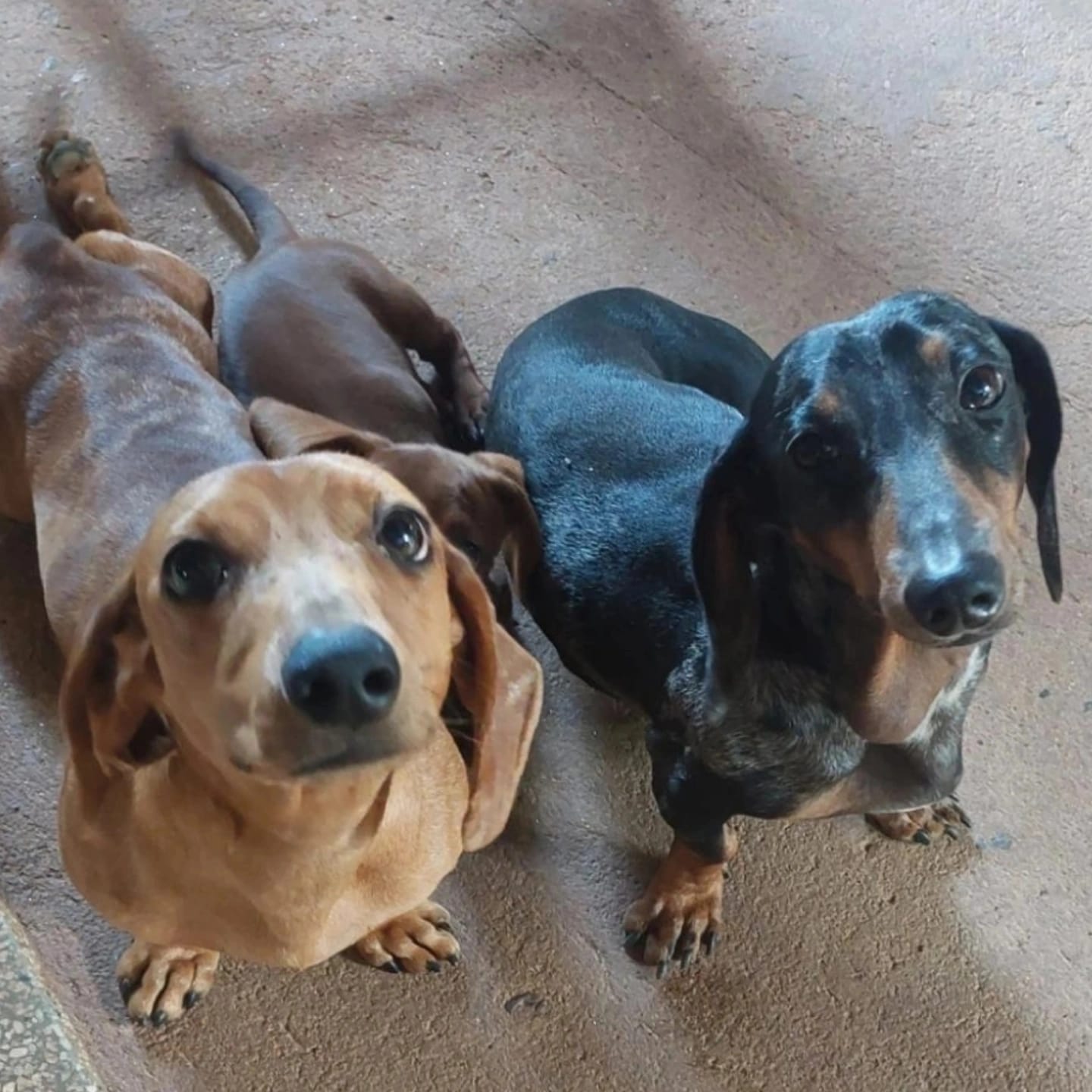 Filhotes de Dachshund - Foto 2