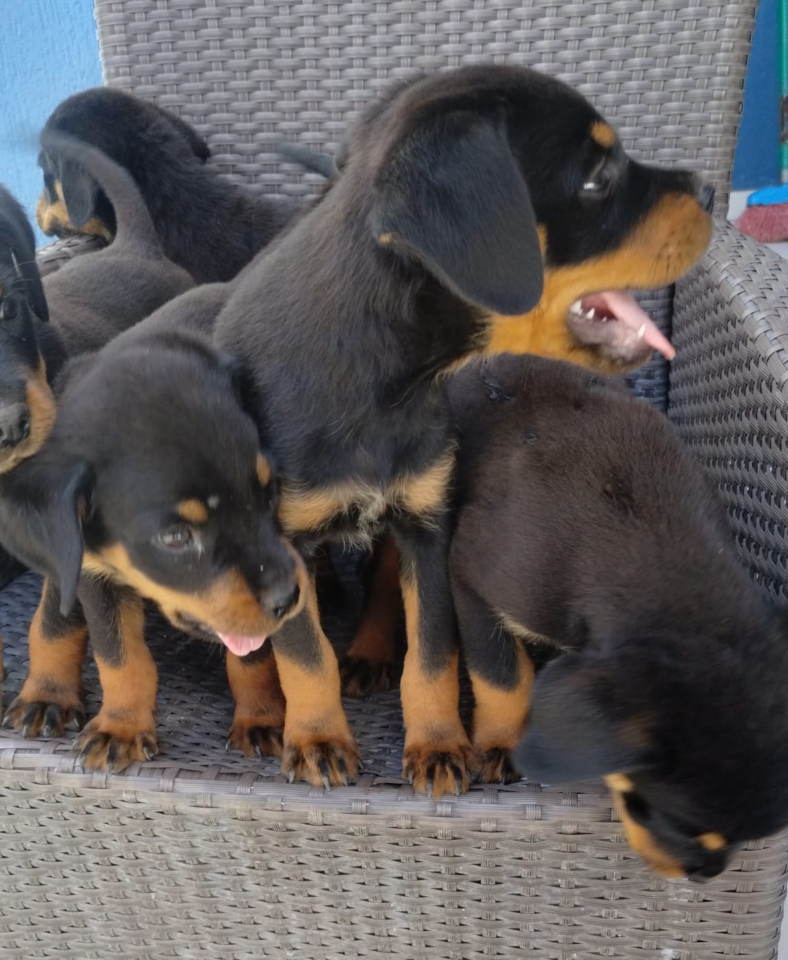 Rottweiler - Foto 2