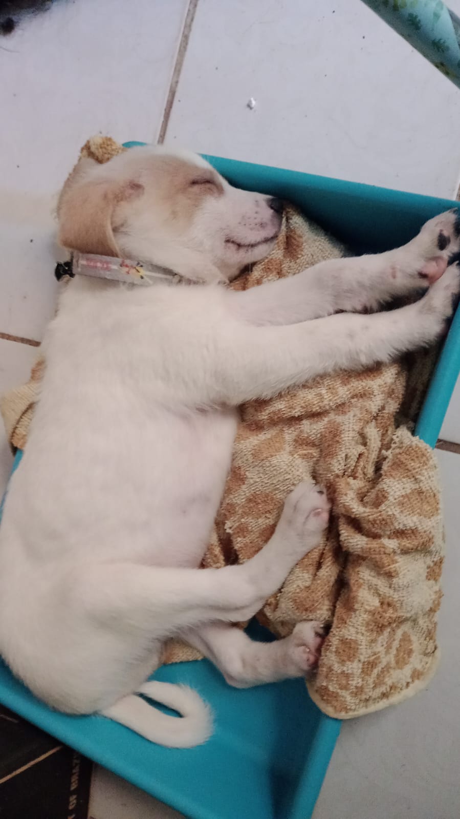 Vendo cão filhote 2 meses porte grande  - Foto 3