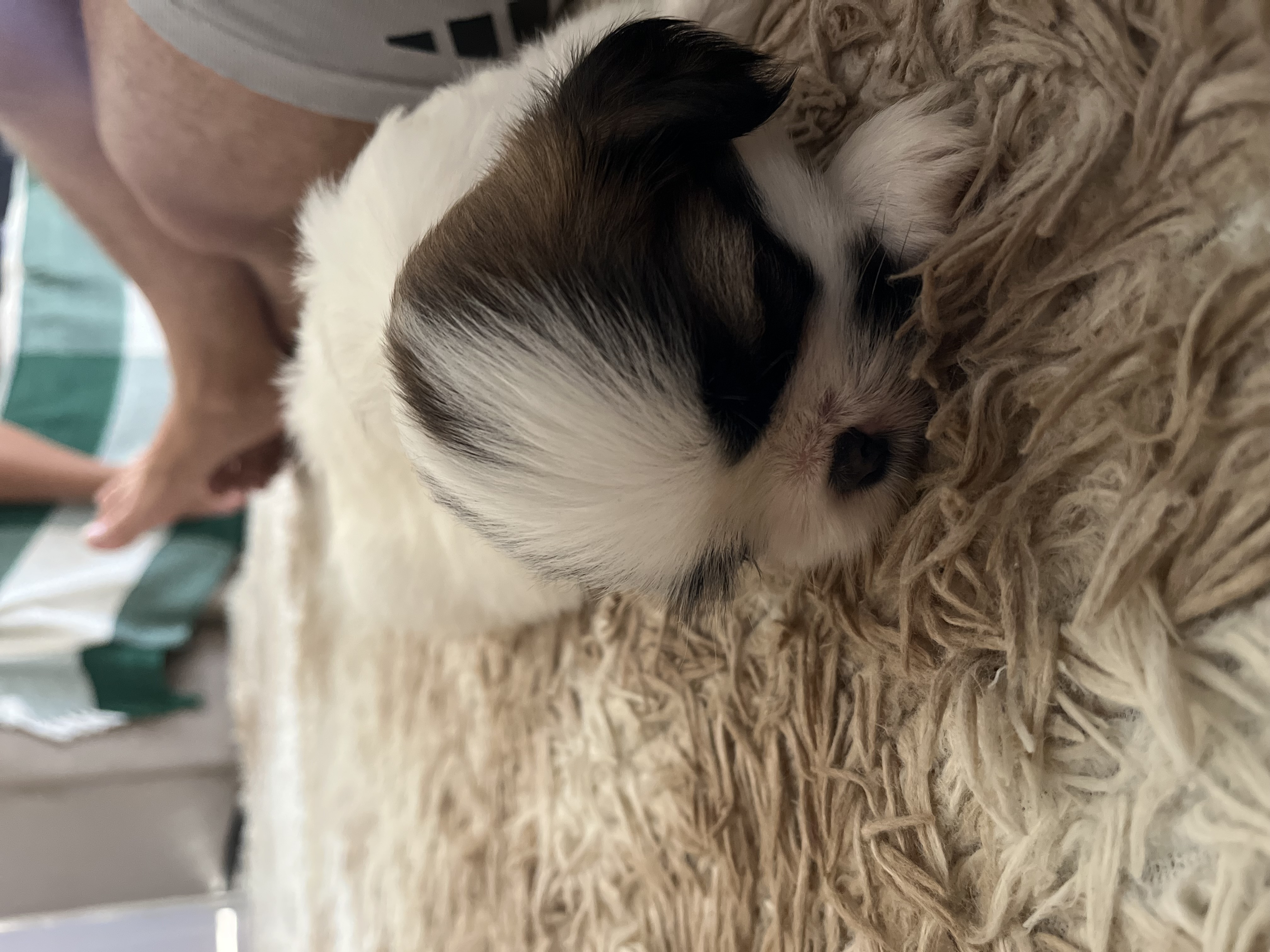 Shih Tzu Tricolor Lindo 🐶 2 meses – vacinado e vermifugado - Foto 2