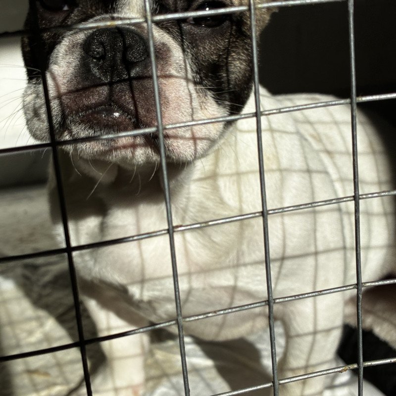 Filhote de Buldogue Francês - Foto 1