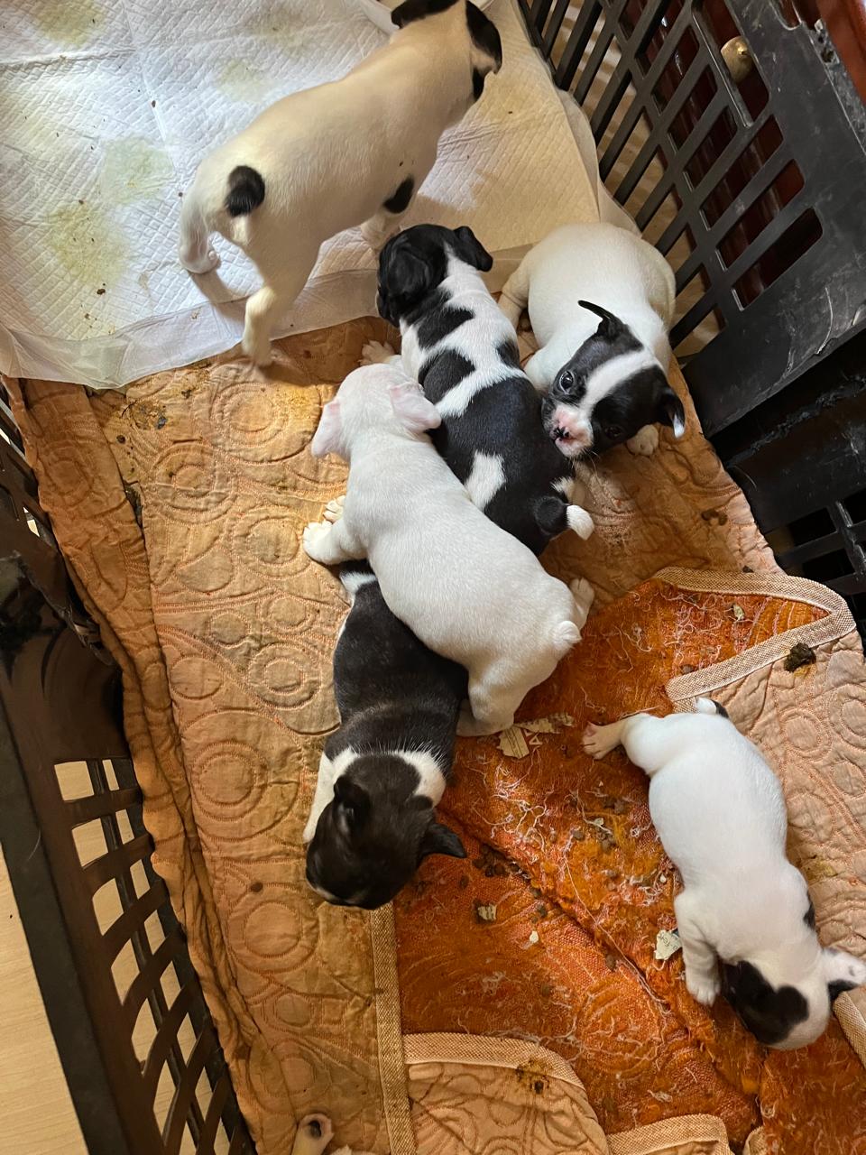 Filhotes bulldog francês - Foto 1