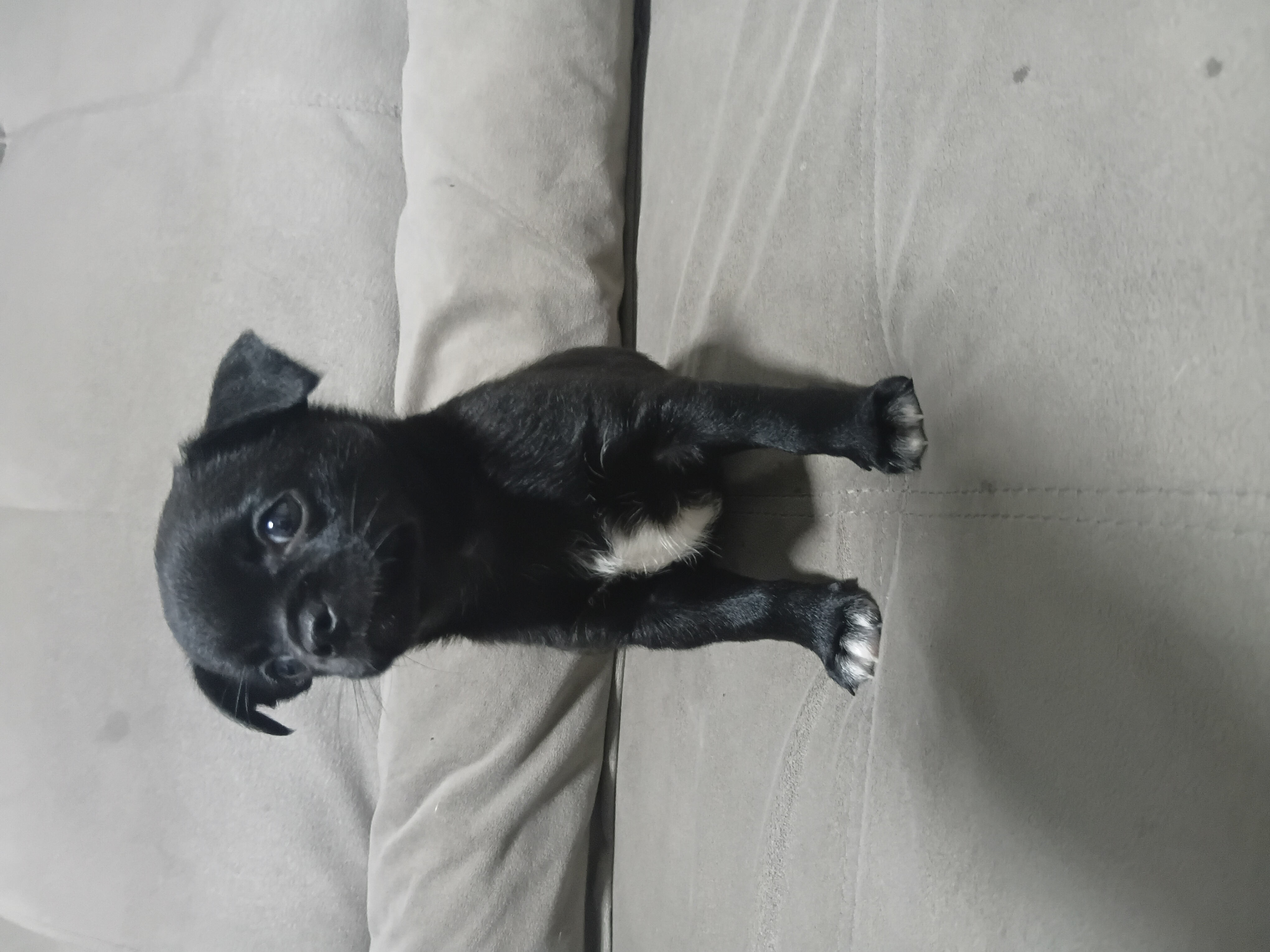 Chihuahua - Foto 2