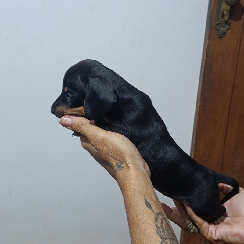 Basset cofap - Foto 4