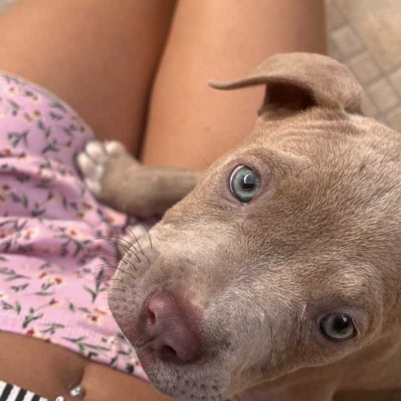 Filhote pitbull, Venda Rapida - Foto 3