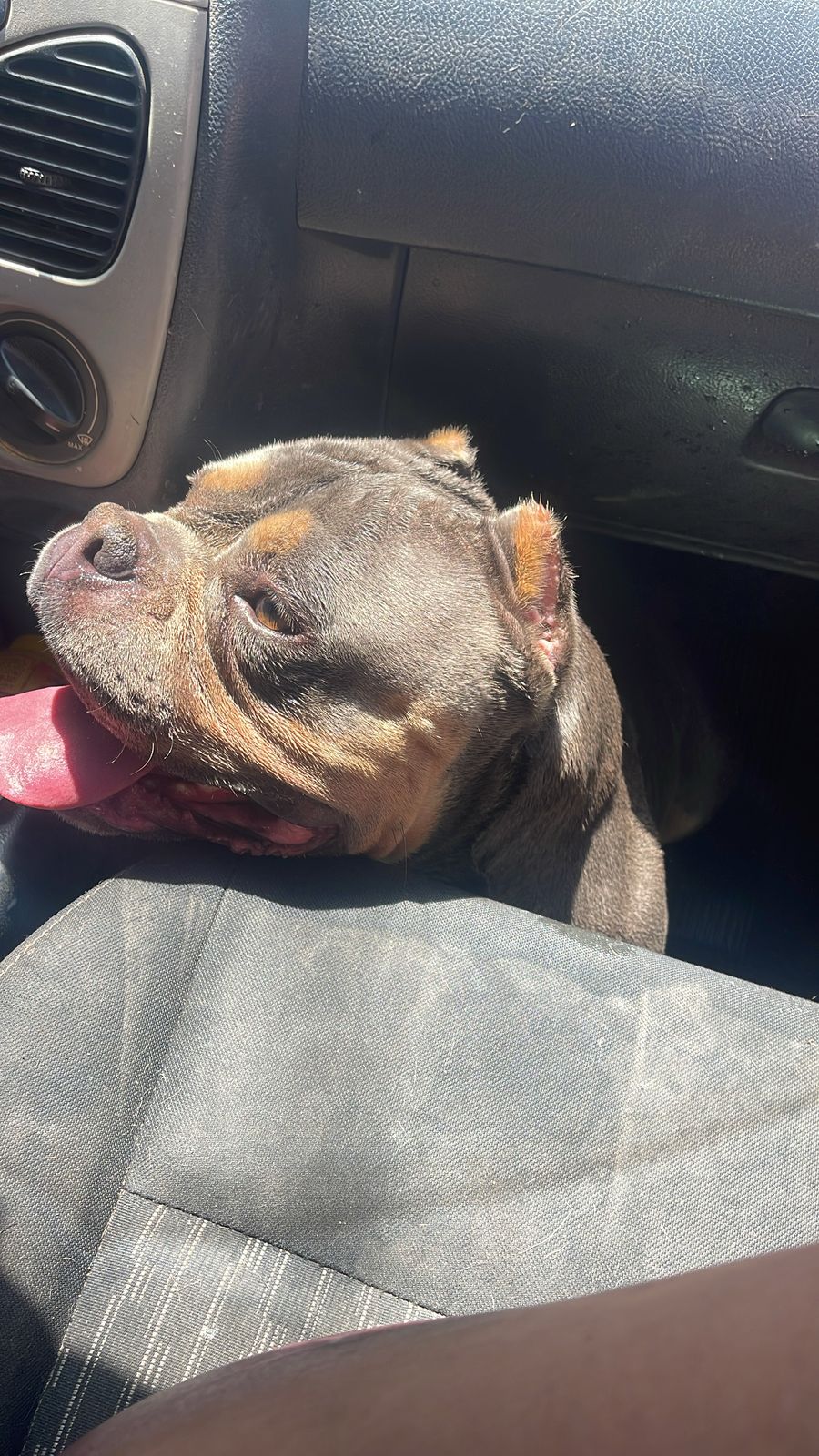 American bully fêmea ,micro com pedigree - Foto 3