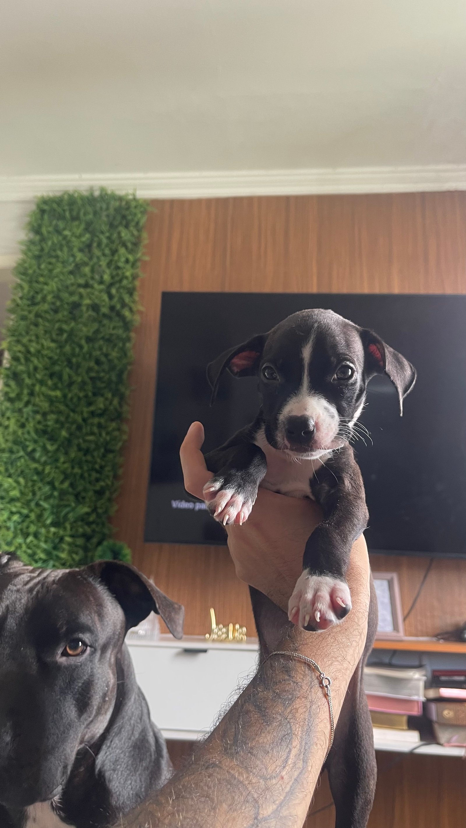 Pitbull - Foto 2