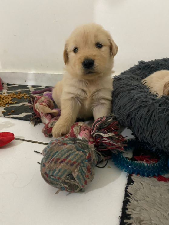 Lindos filhotes de Golden Retrivier - Foto 2