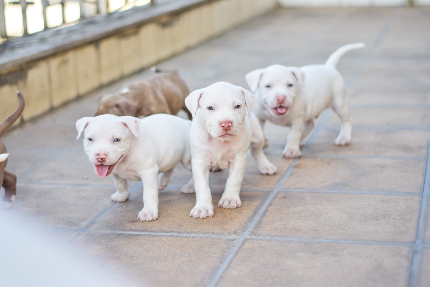 Filhotes de pitbull a venda  - Foto 1