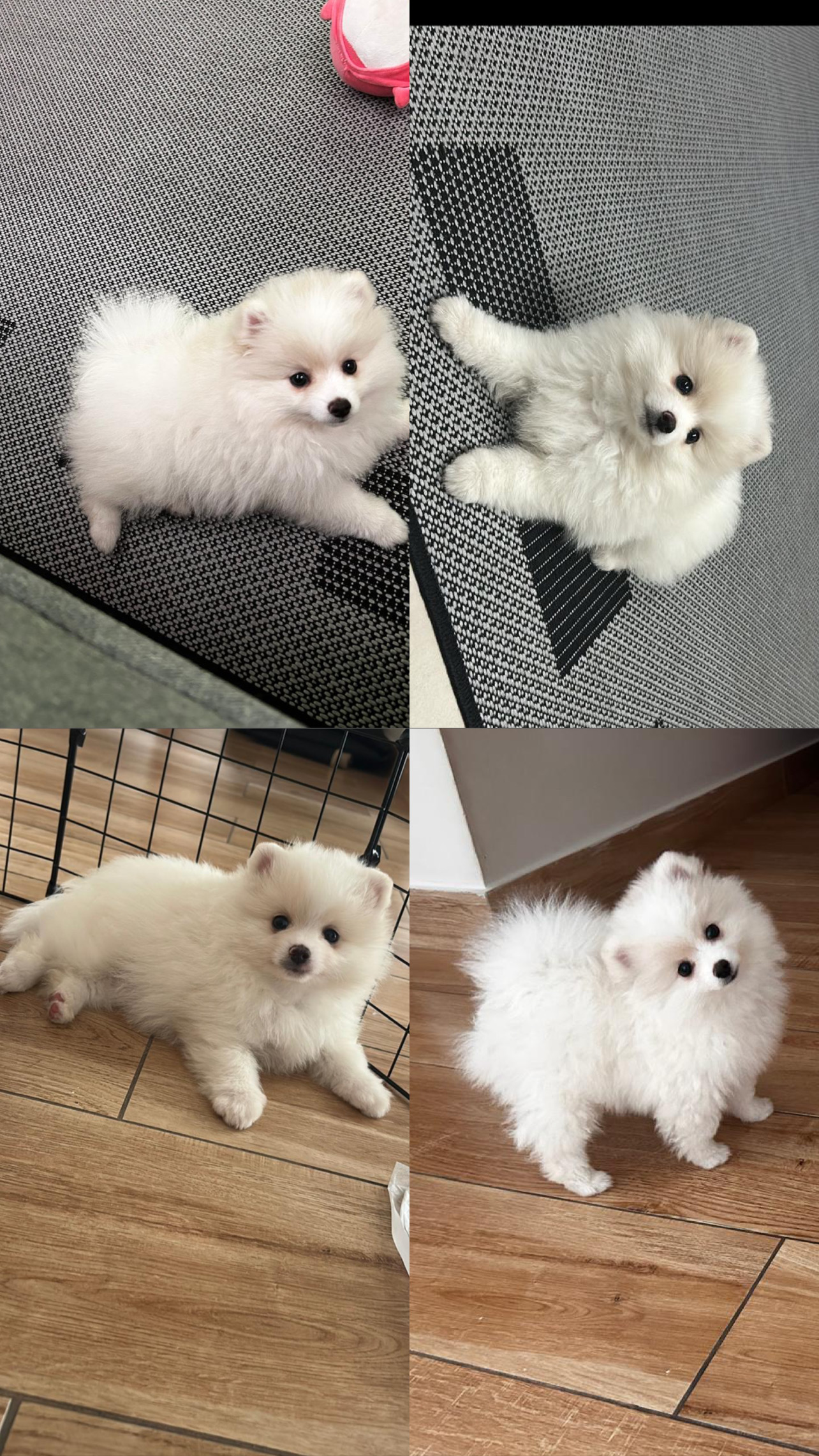 Lulu da Pomerania / Spitz Alemão - Foto 1