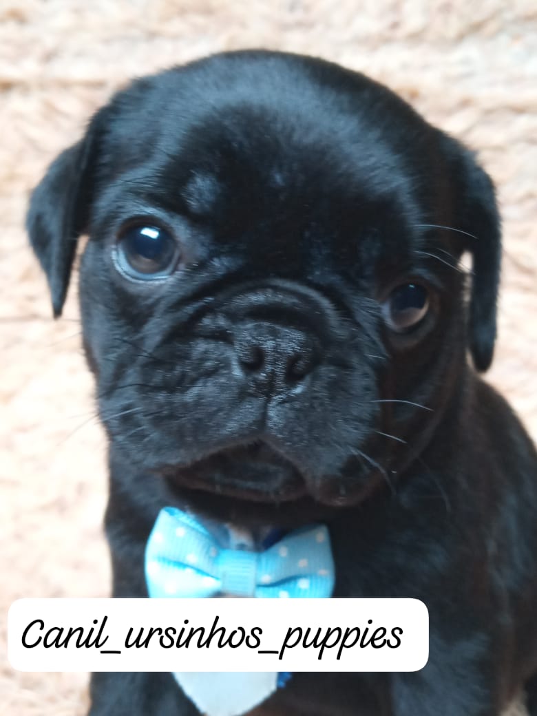 Pug - Foto 1