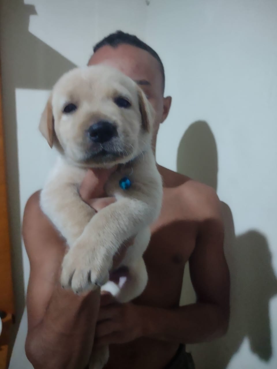 Filhotes de labrador Puro  - Foto 1