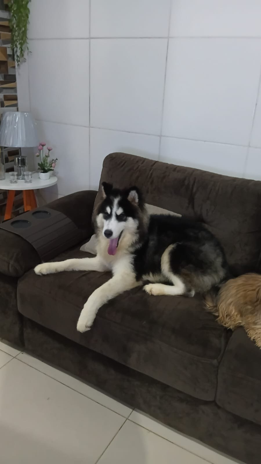 Vendo filhote 5 meses - Foto 1