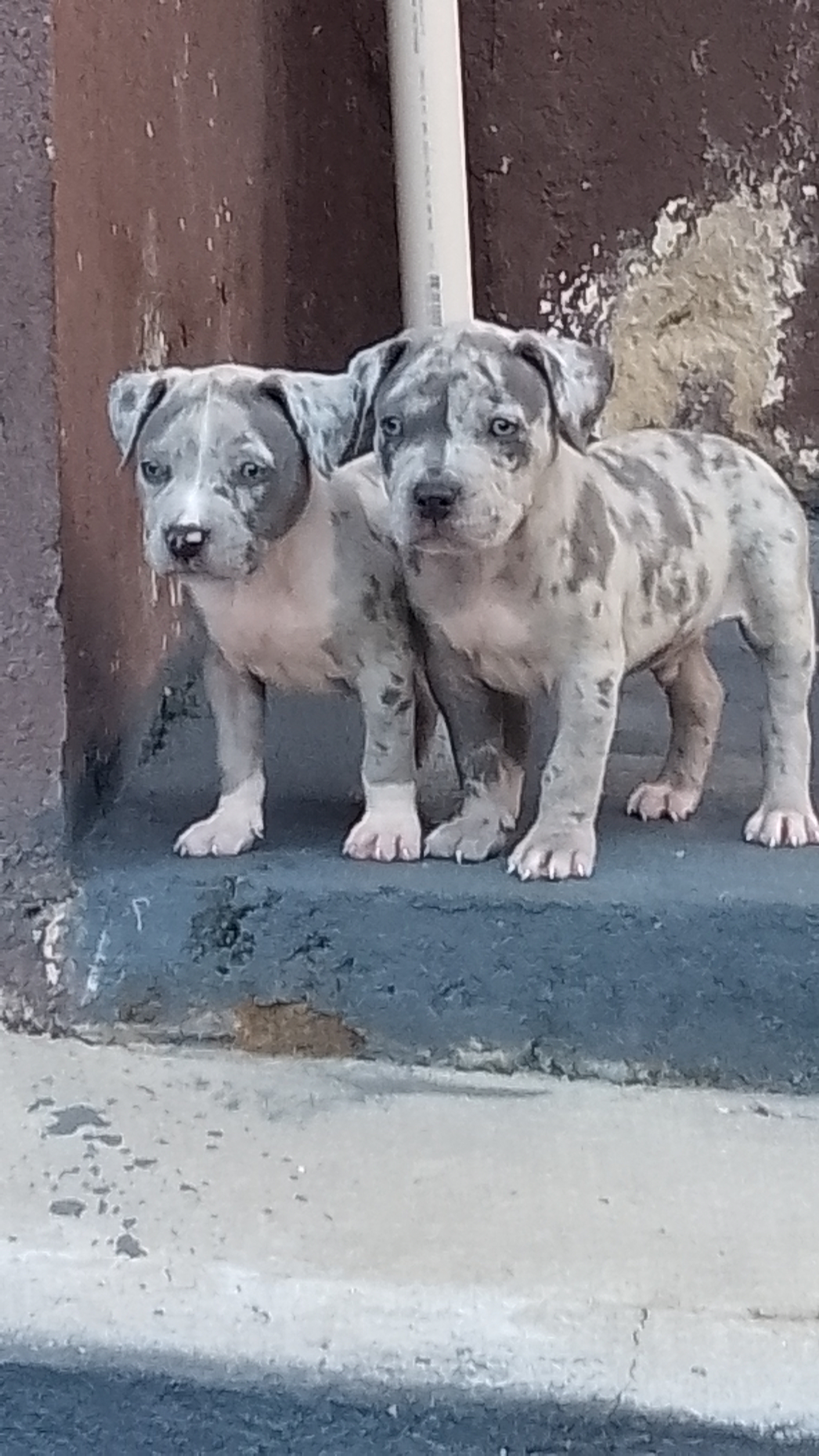 Pitbull - Foto 2