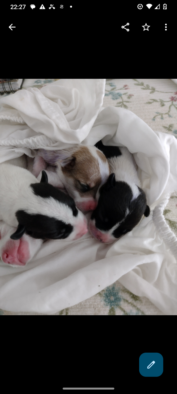 Lindas Jack Russel  - Foto 1