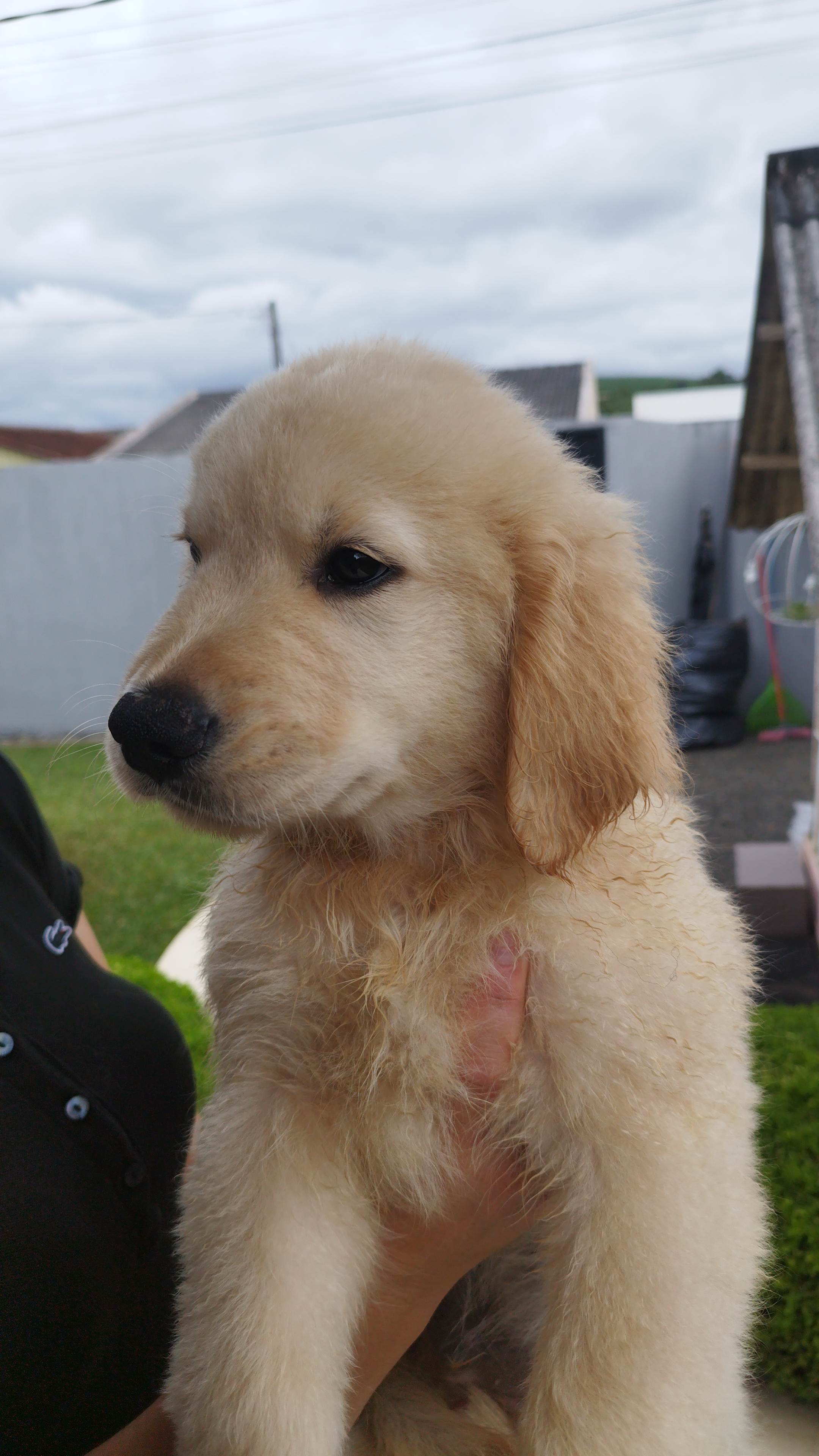 Filhotes Golden Retriever  - Foto 4