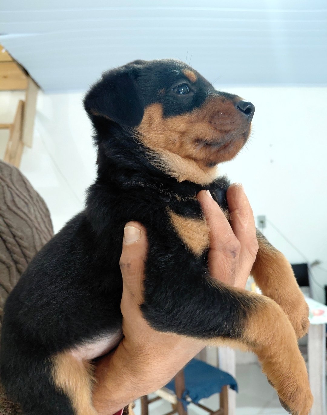 Filhote de Rottweiler  - Foto 1
