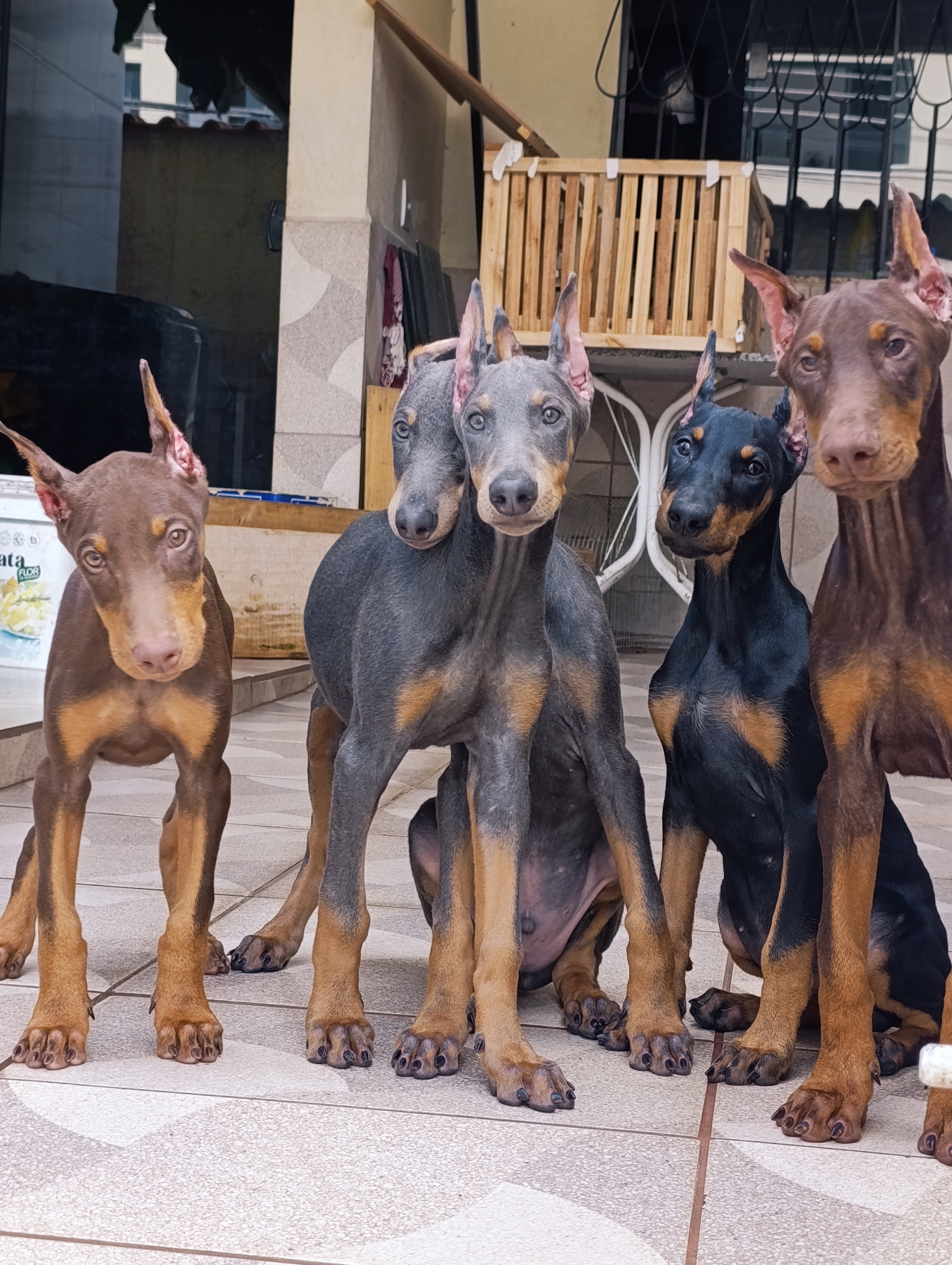 Doberman - Foto 2