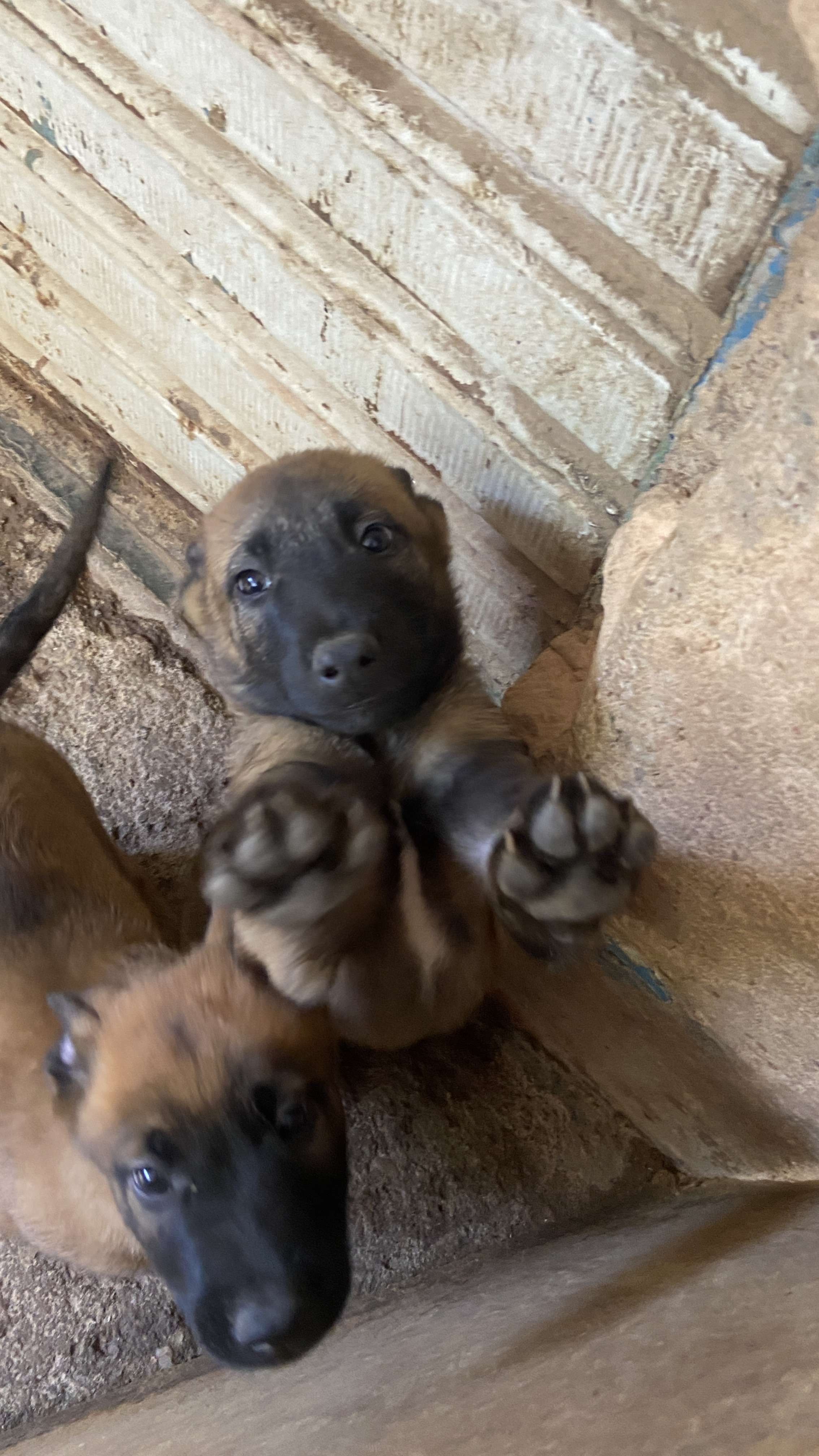 Pastor Belga Malinois - Foto 2