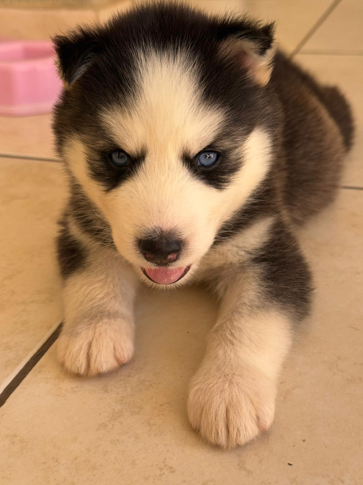 Husky Siberiano - Foto 1