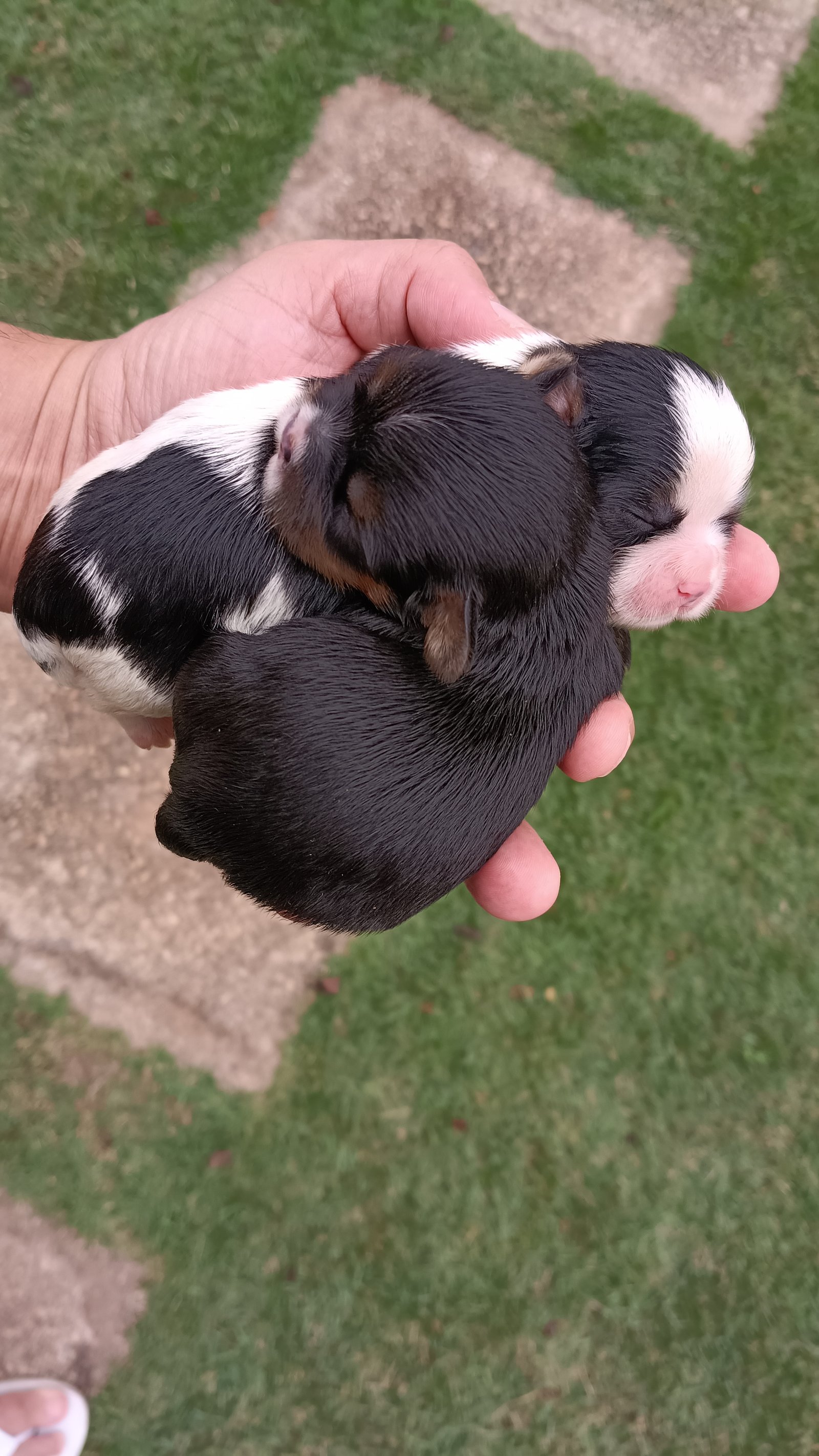 LHASA APSO  - Foto 2