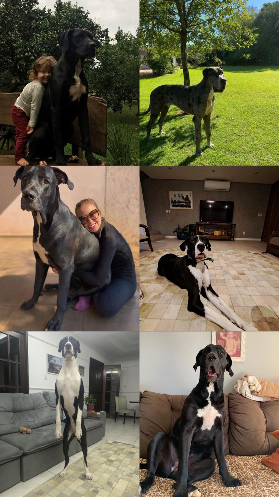 Dogue Alemão - Foto 3