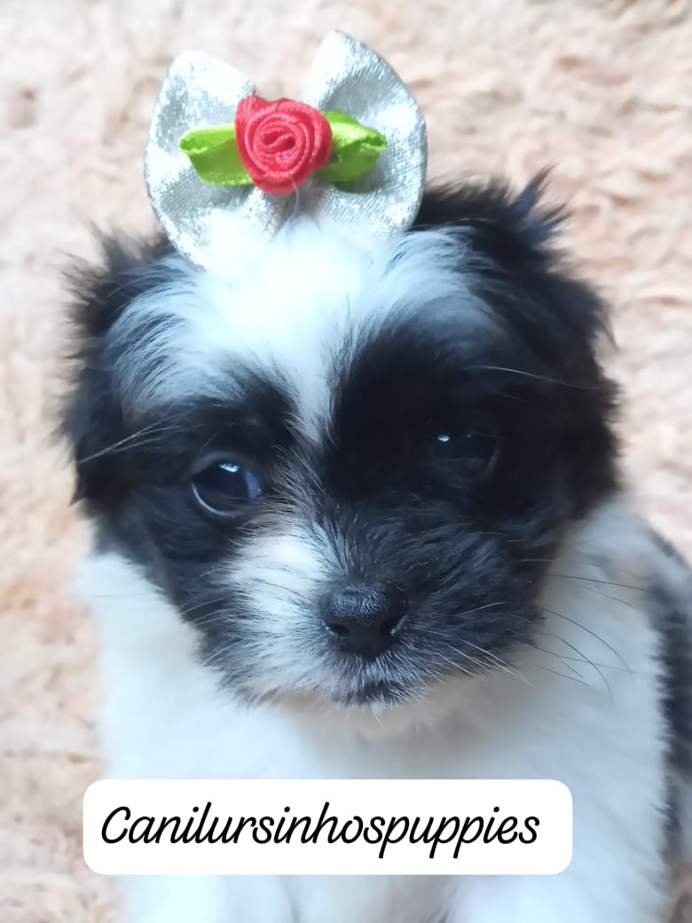 Lhasa Apso - Foto 1