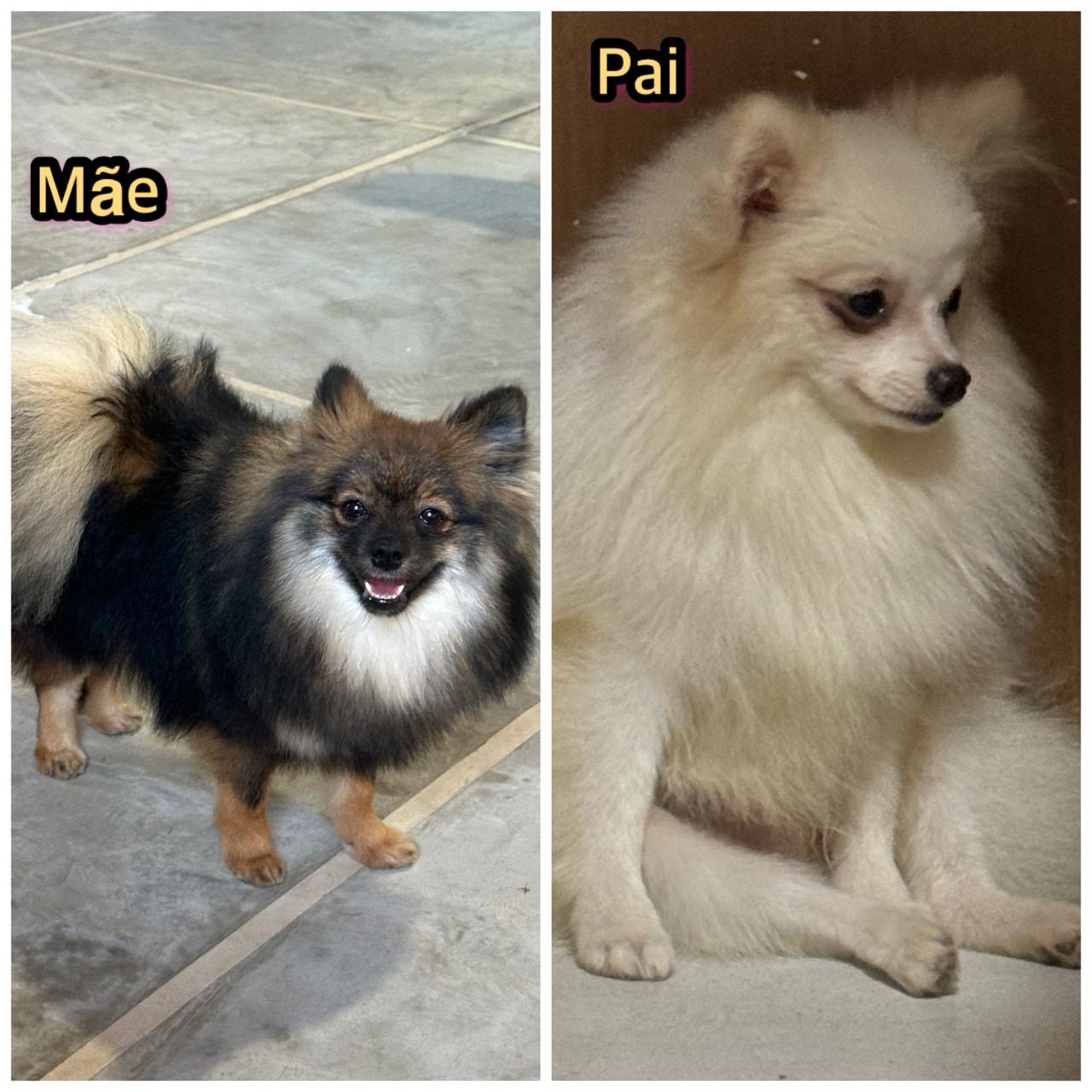 Filhotes Spitz alemão  - Foto 4