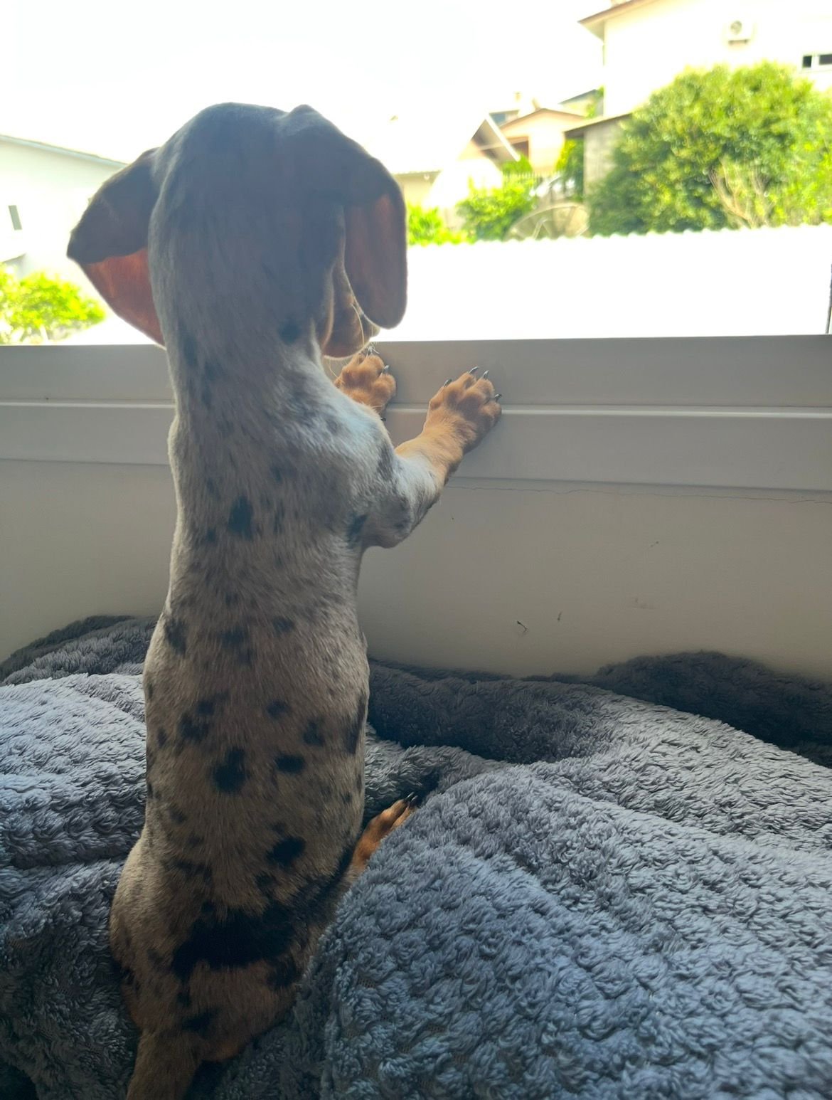  Filhote de Dachshund (Salsicha) - Foto 2