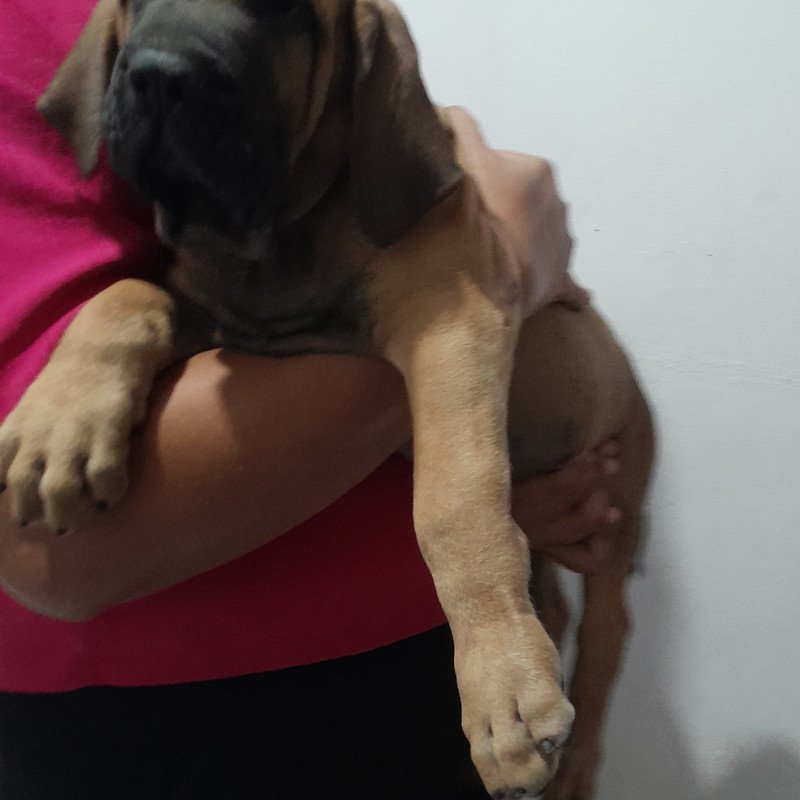 Filhote de Fila Brasileiro - Foto 2