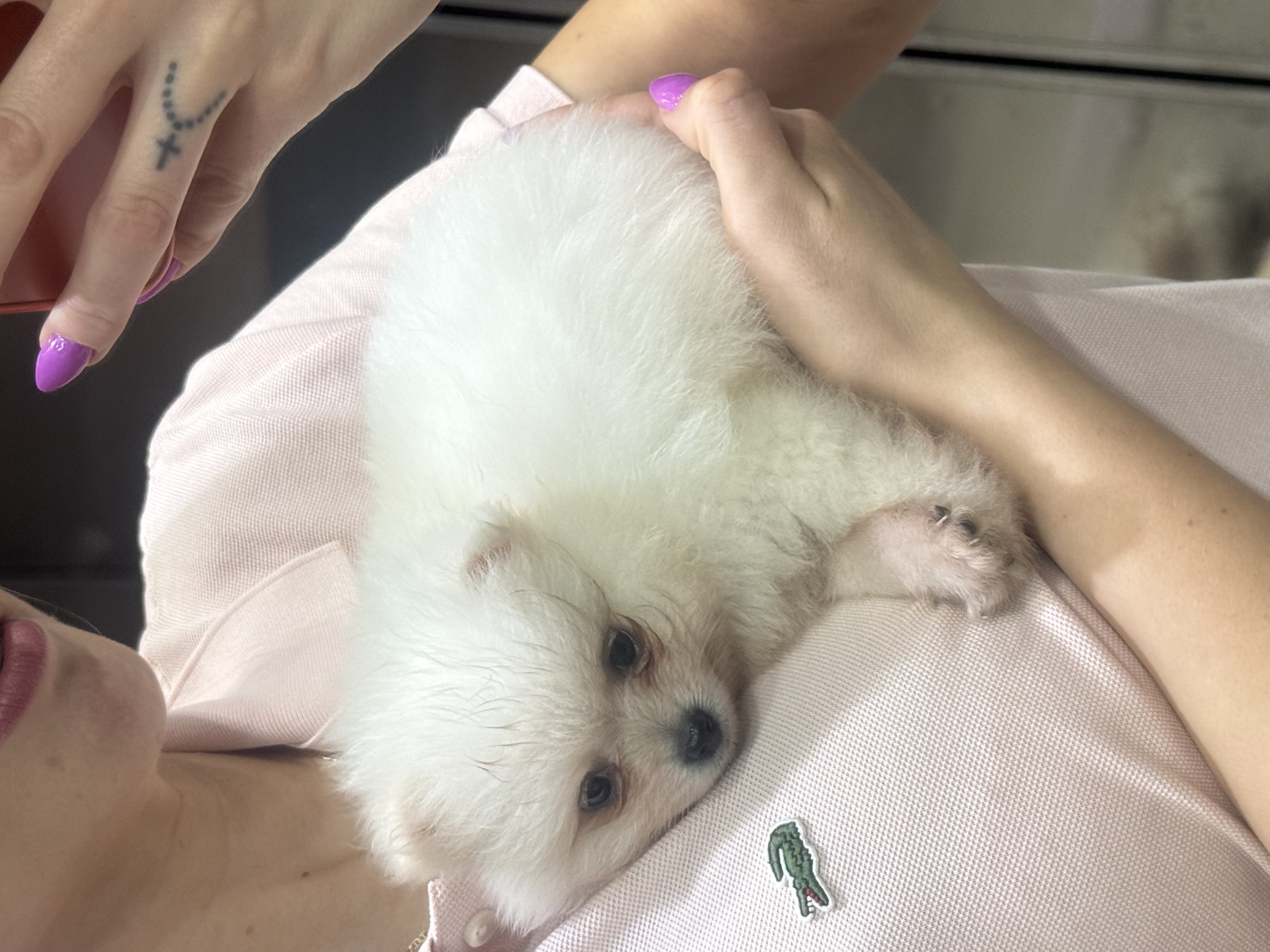 Spitz Alemão - Foto 1
