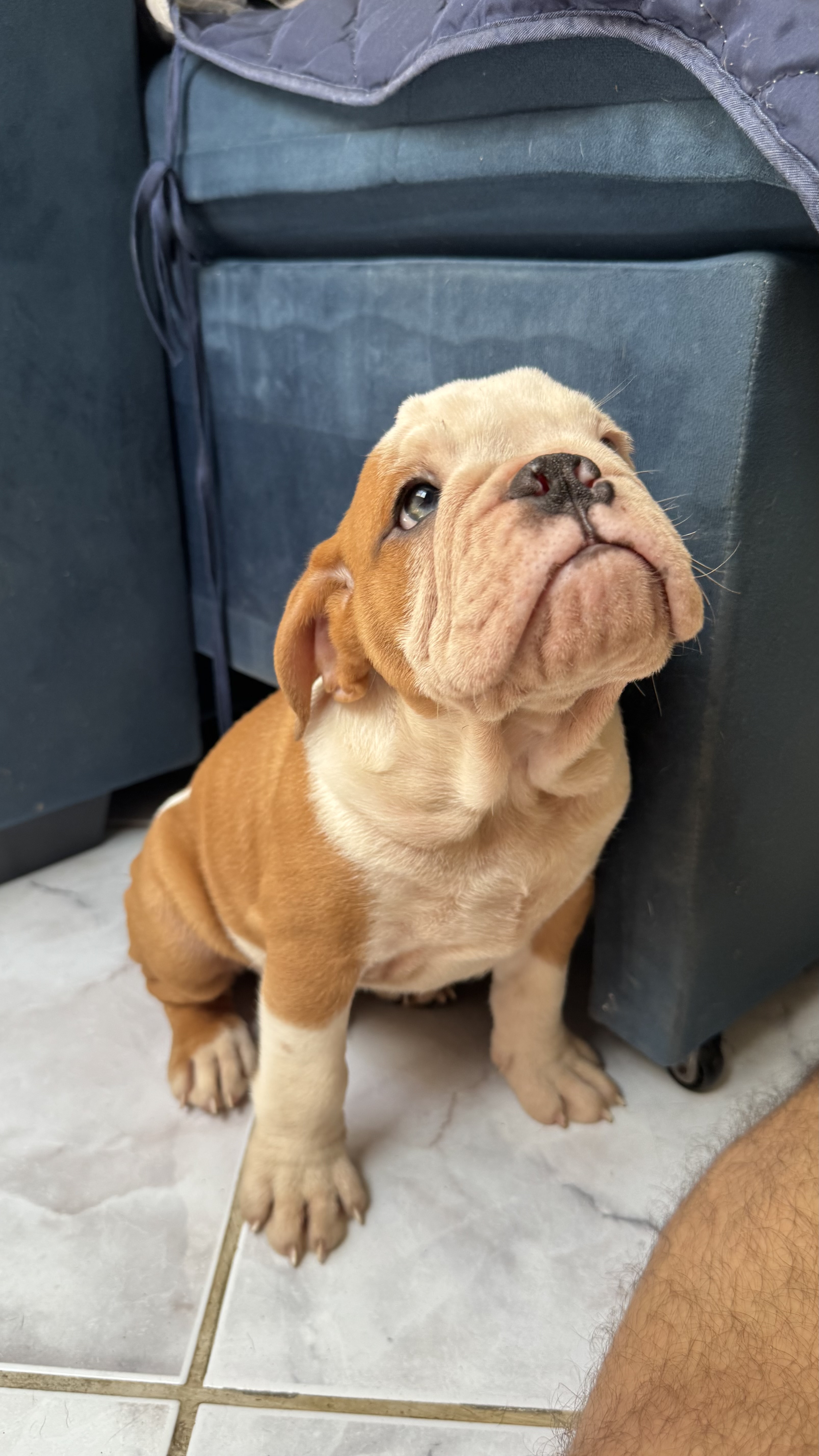 Buldogue Inglês - Foto 2