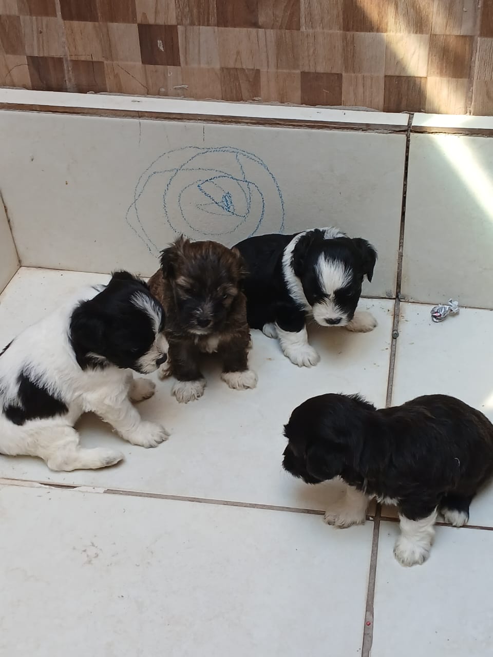 Cachorro Shih poo  - Foto 5