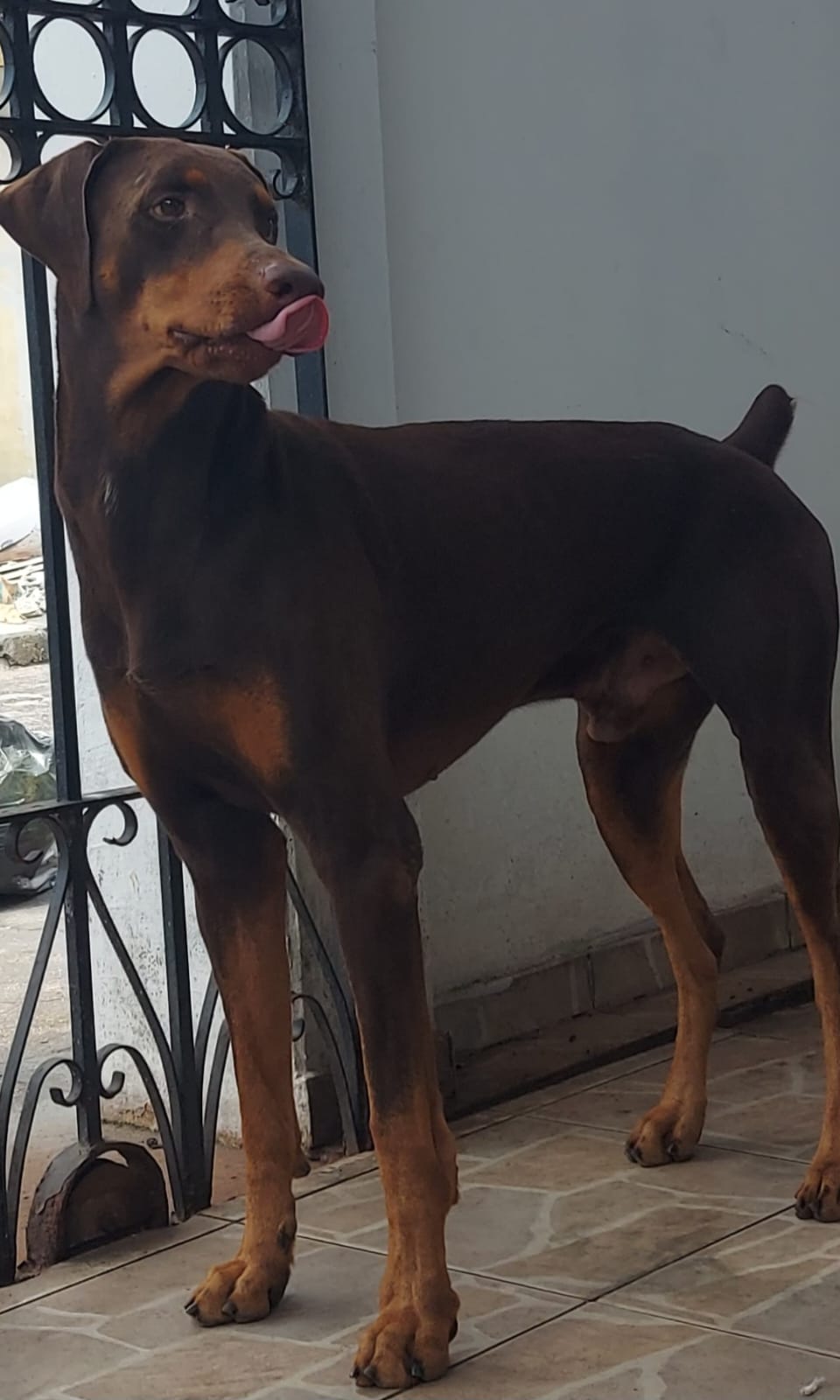 Doberman - Foto 3