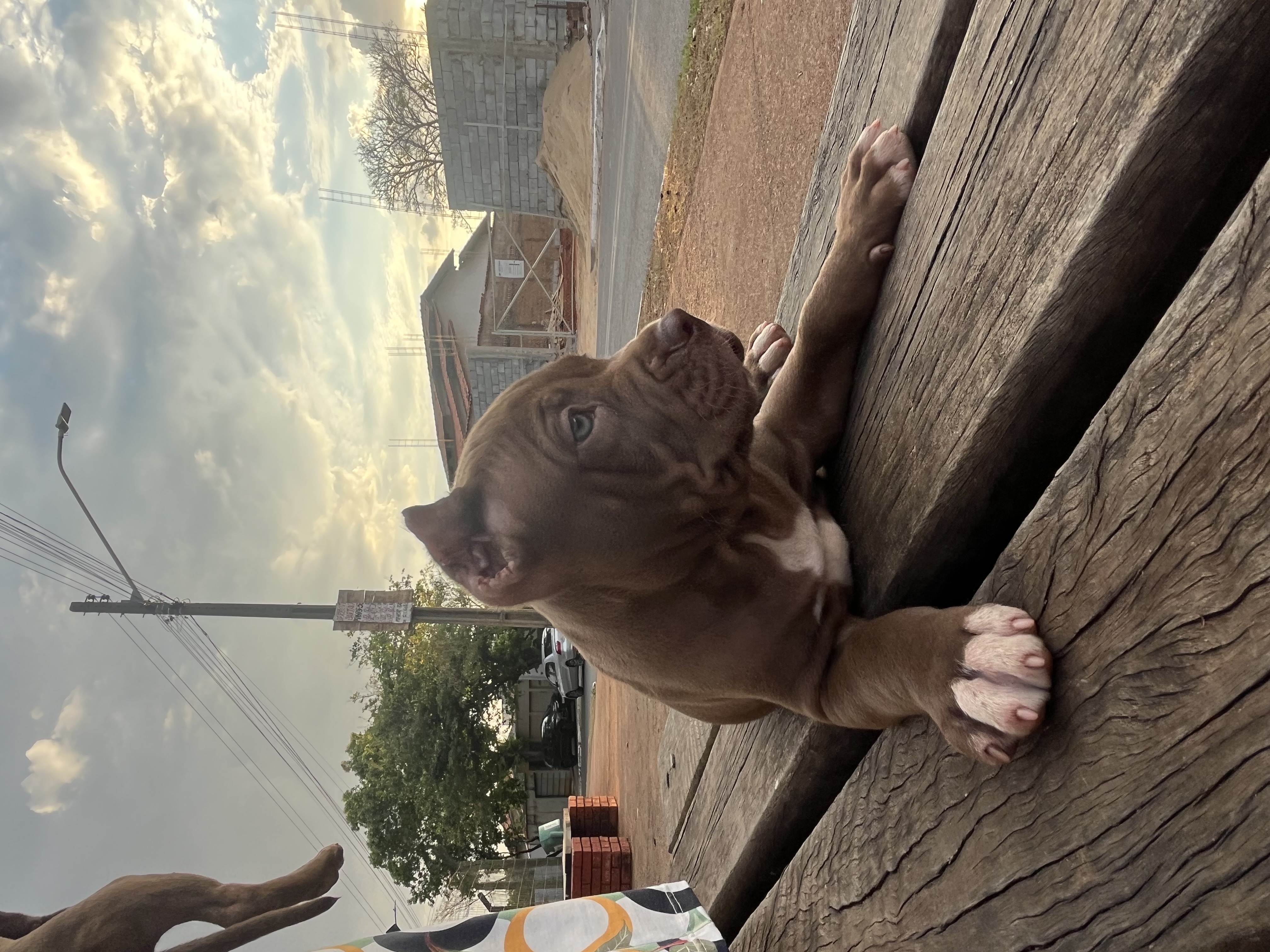 Pitbull - Foto 2