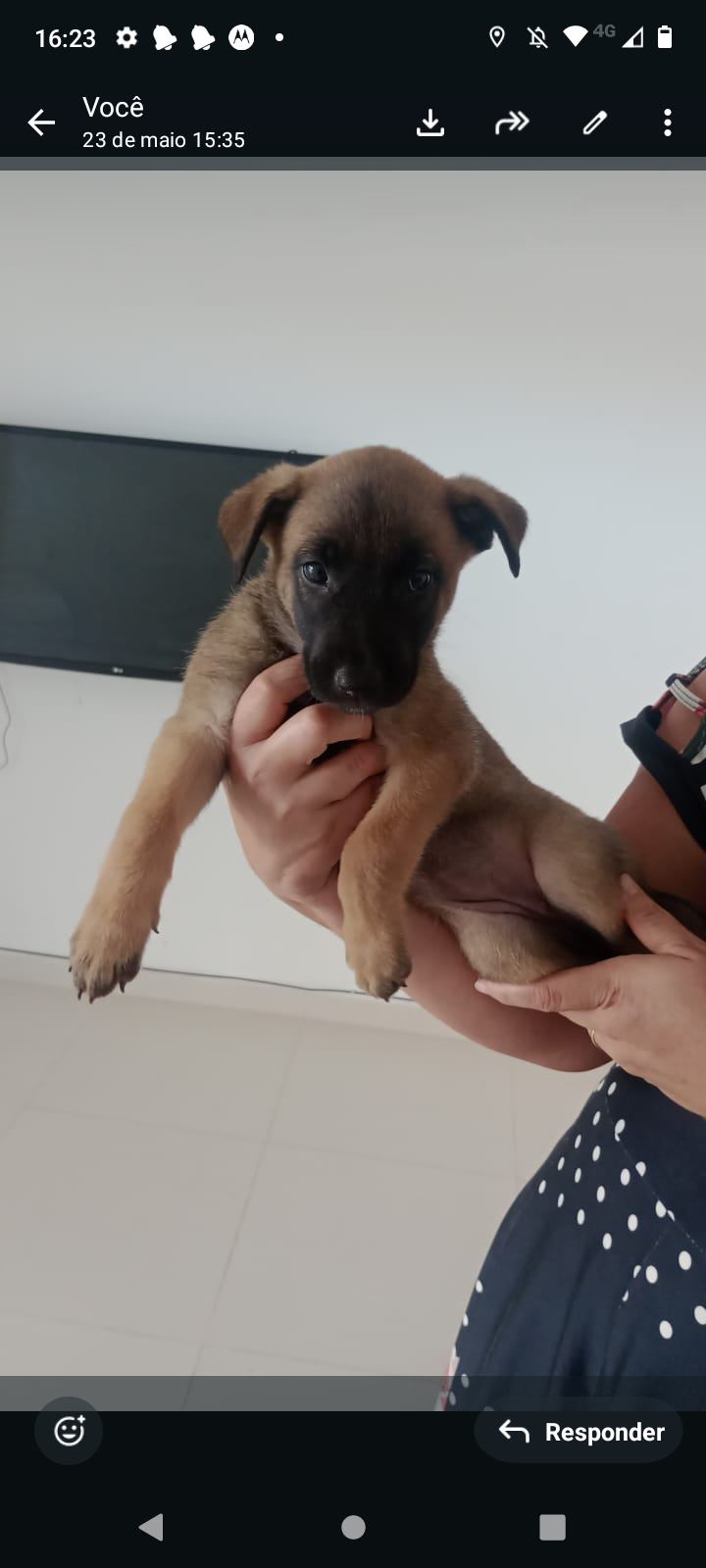 Pastor belga malinos  - Foto 2