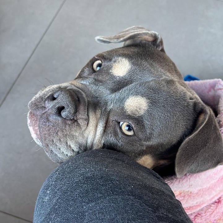 Filhotes de american bully micro - Foto 3