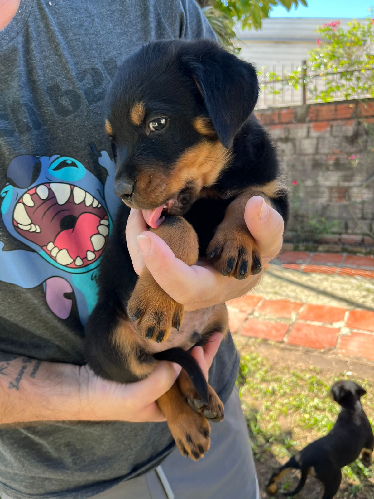 Rottweiler - Foto 1